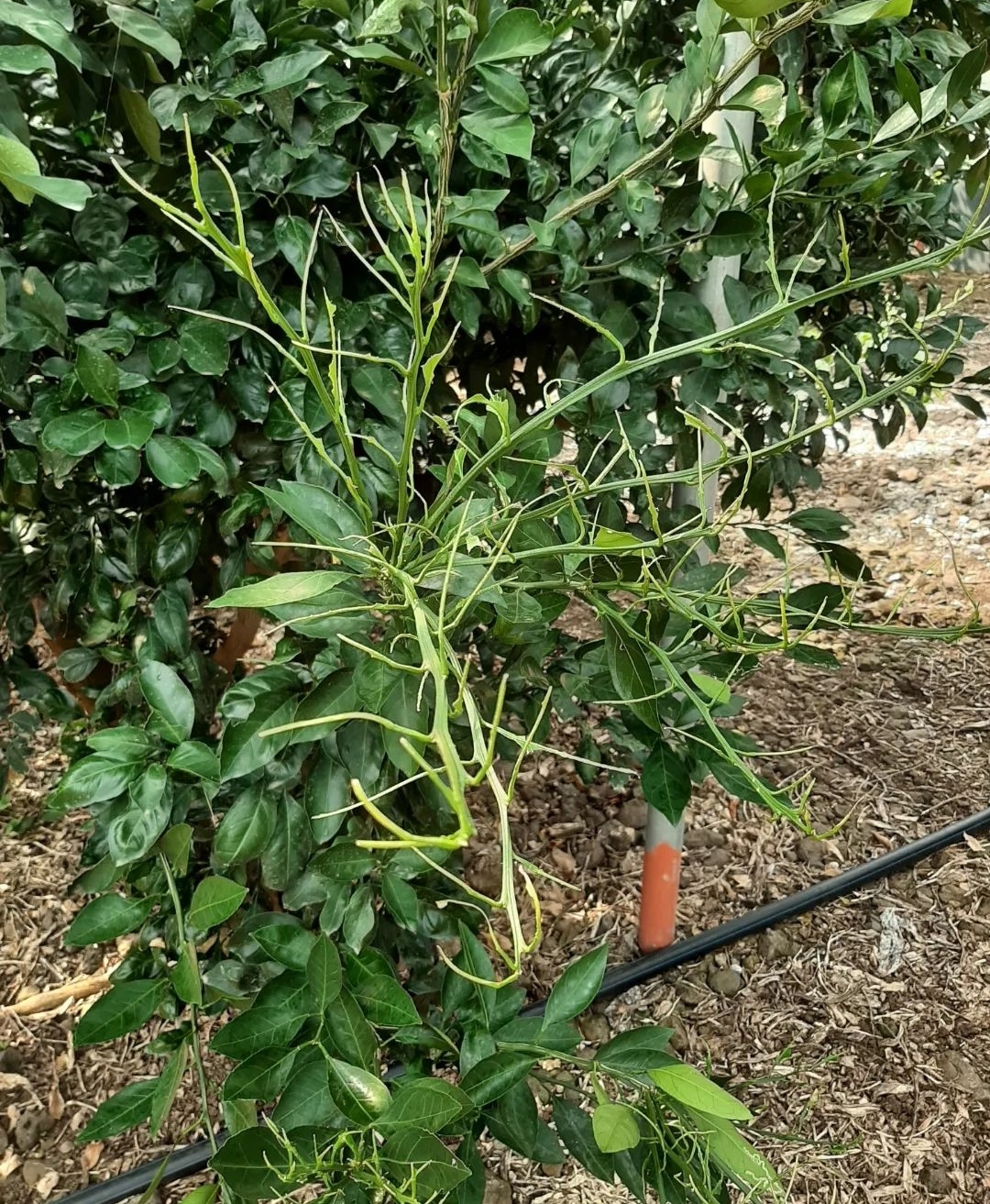 비가림하우스(월동) 귤, 새순 벌레