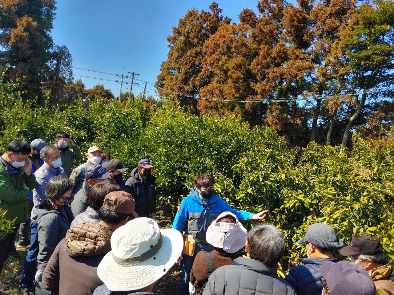 2022년 노지감귤, 만감류 정지전정 기술교육