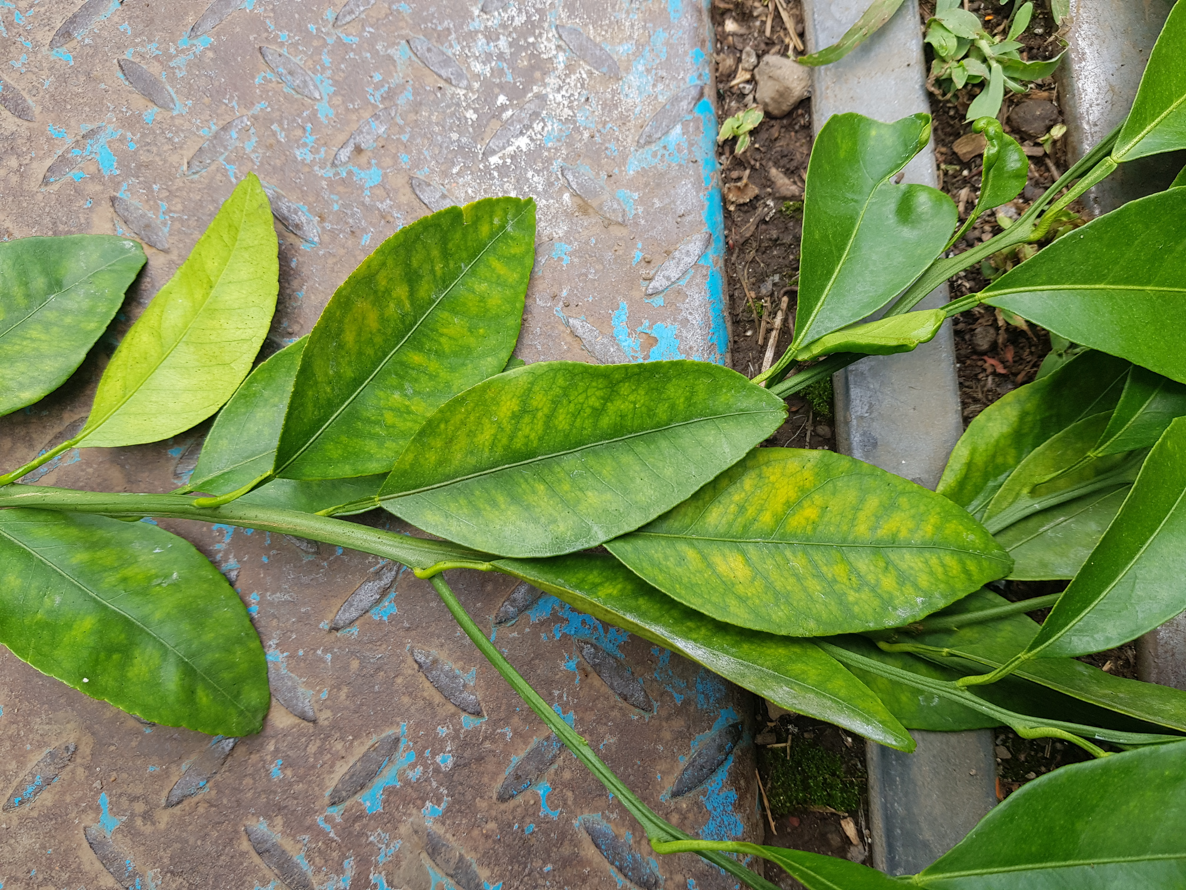 천혜향 해거리,남진해 결핍증상 문의