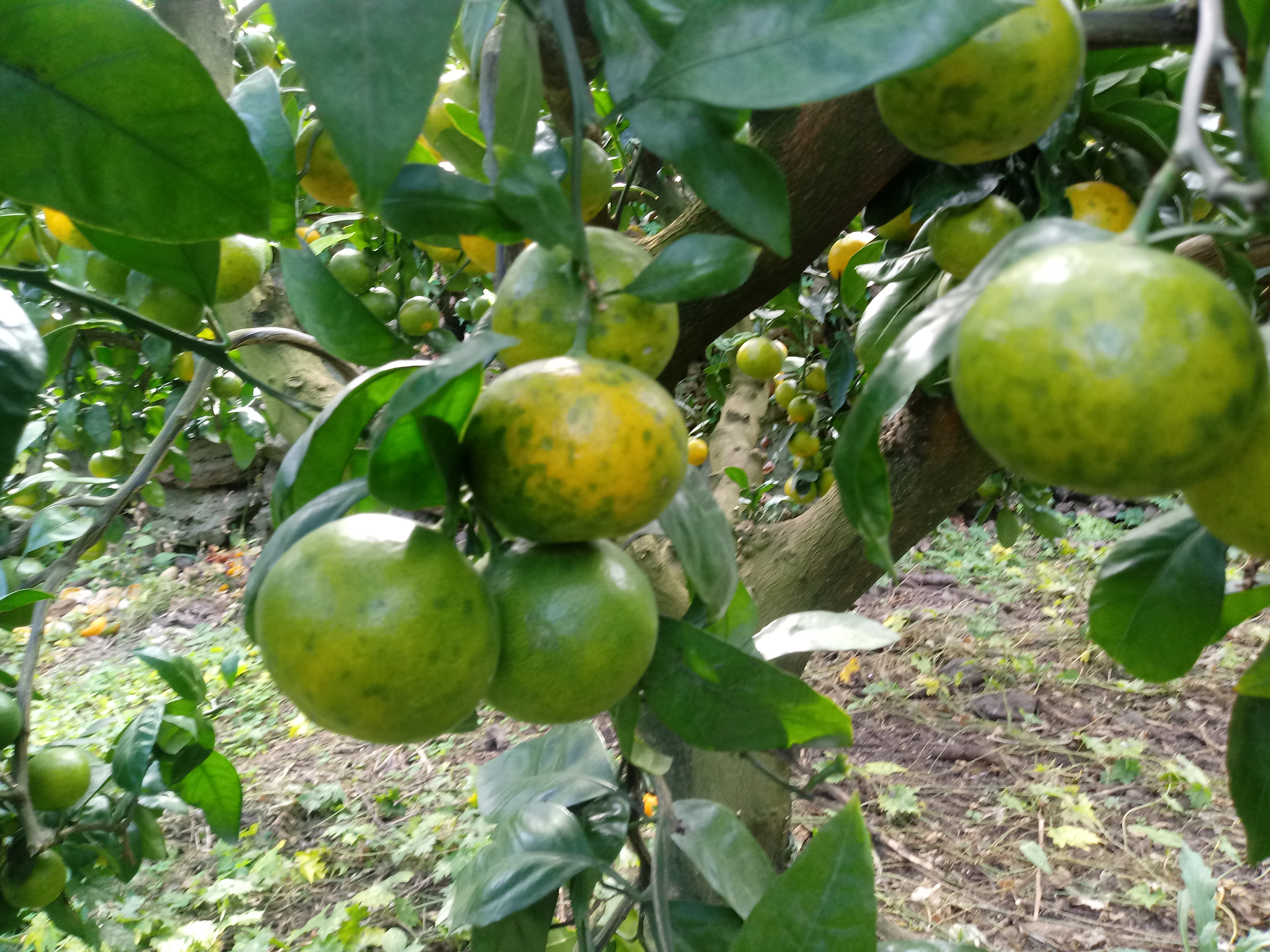 혹시 녹응애인가요?