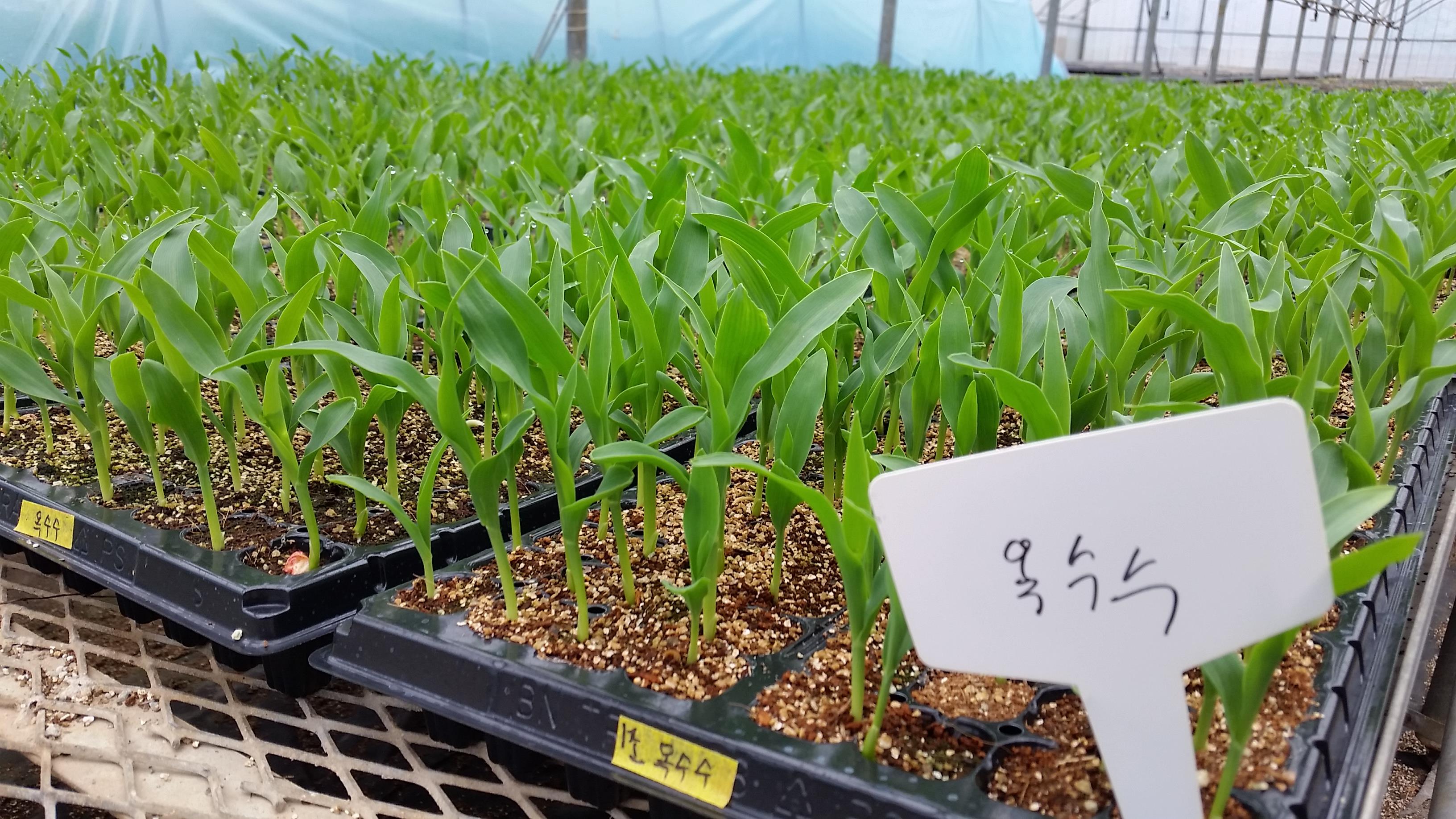 파종, 그 이후...