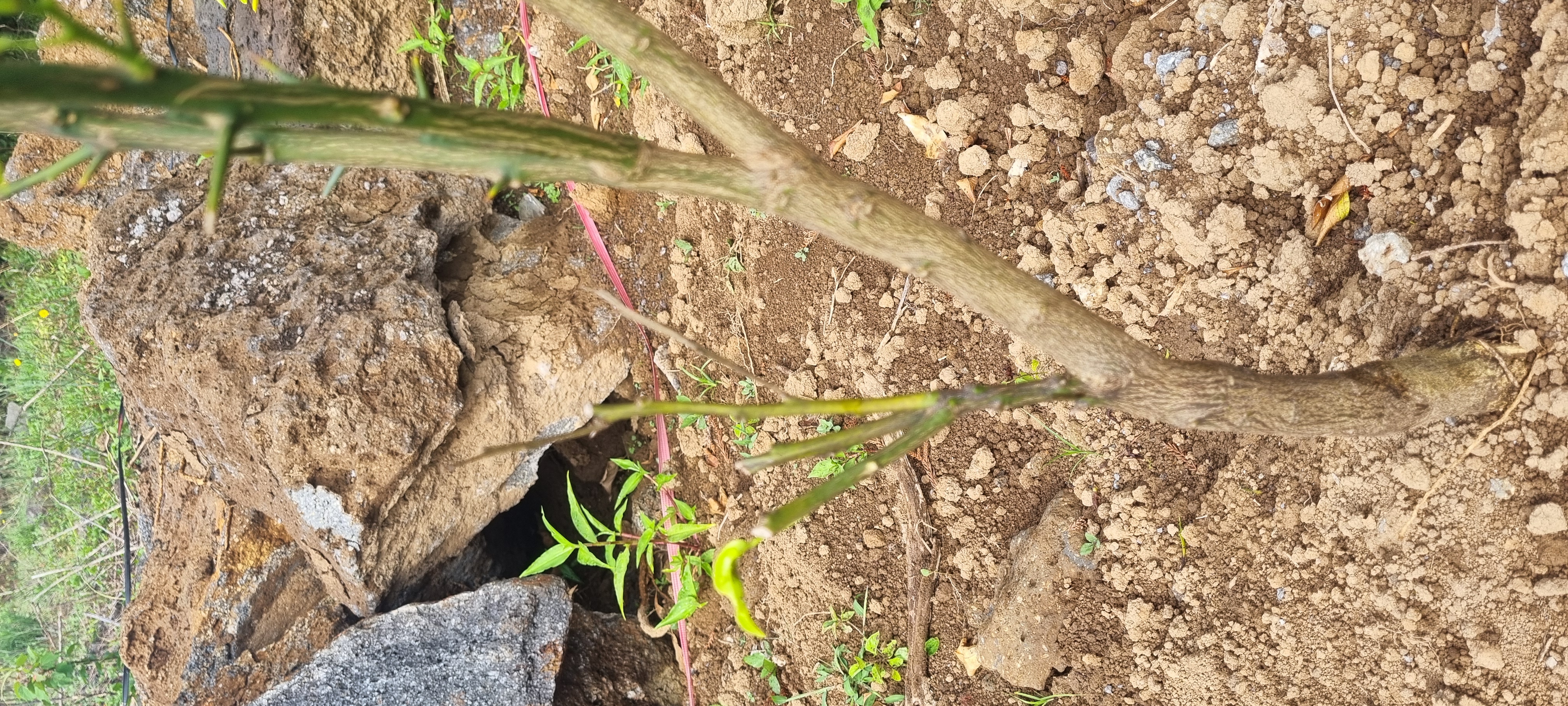 황금향묘목 가지마름