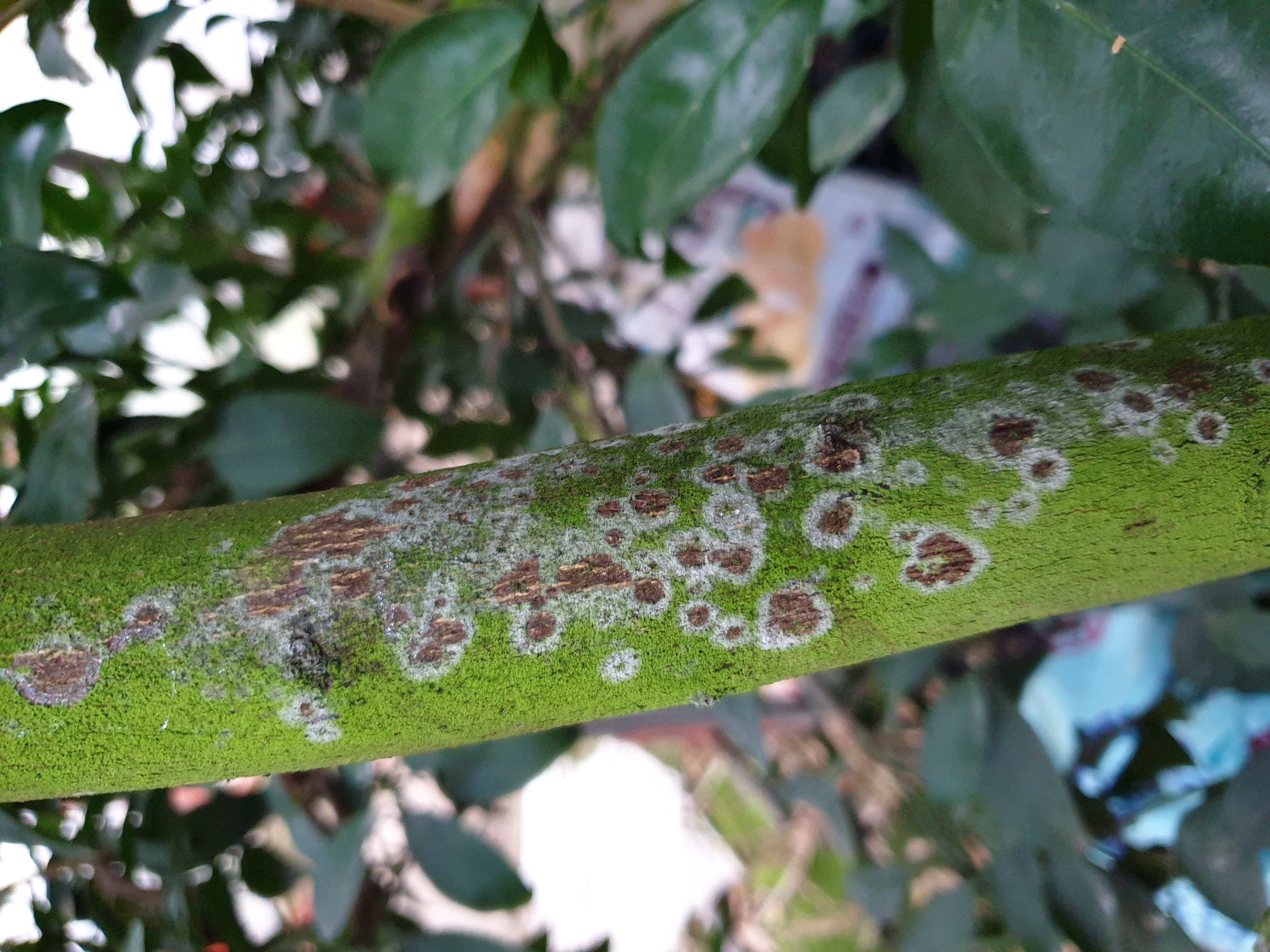 가지가 이상해요