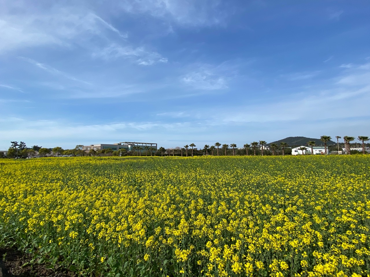 서부농업기술센터의 봄 입니다.