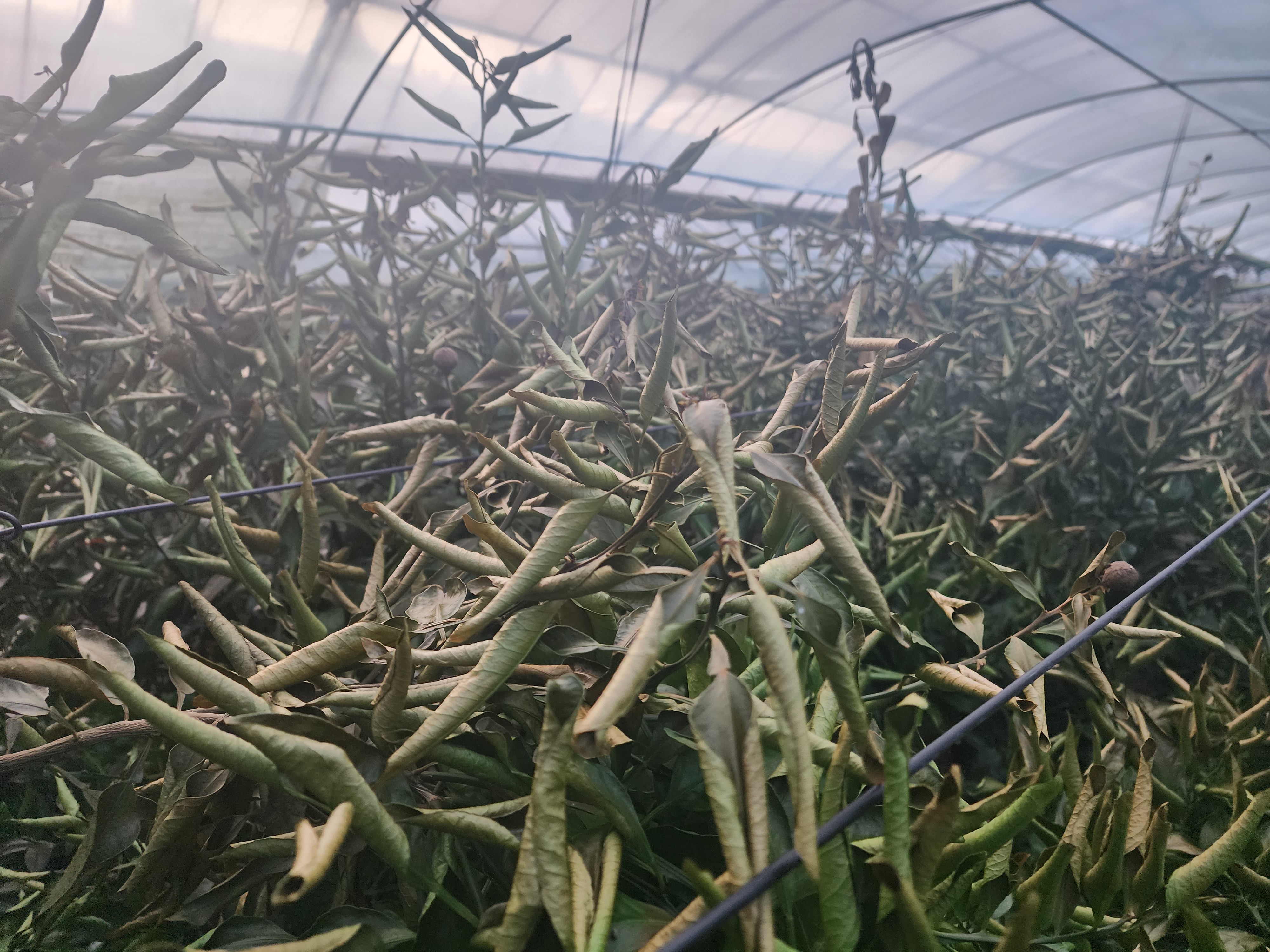 한라봉 수목 일부분 타버림