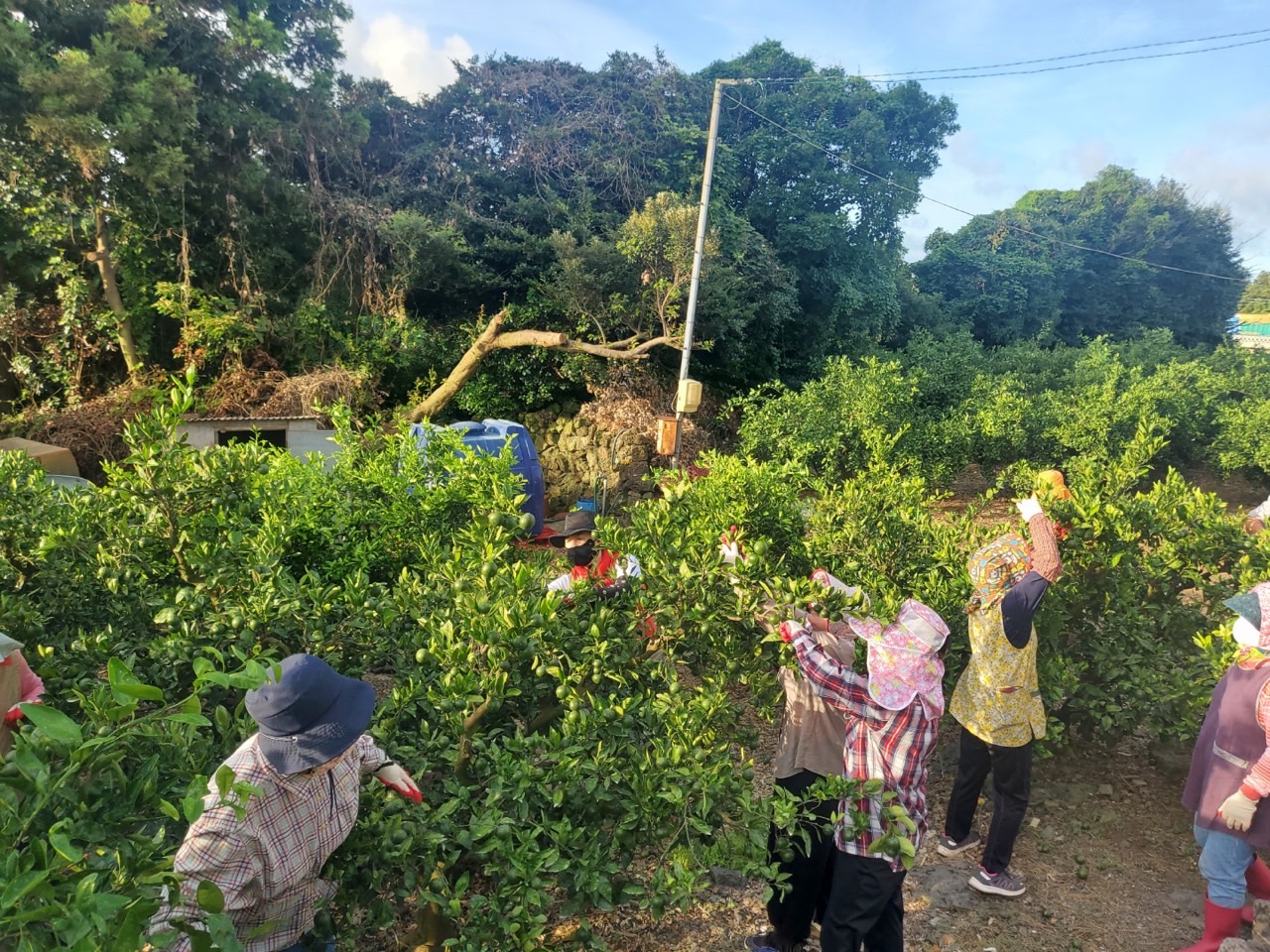 고품질감귤 안정생산을 위한 생활개선회원 열매솎기 수눌음 지도       