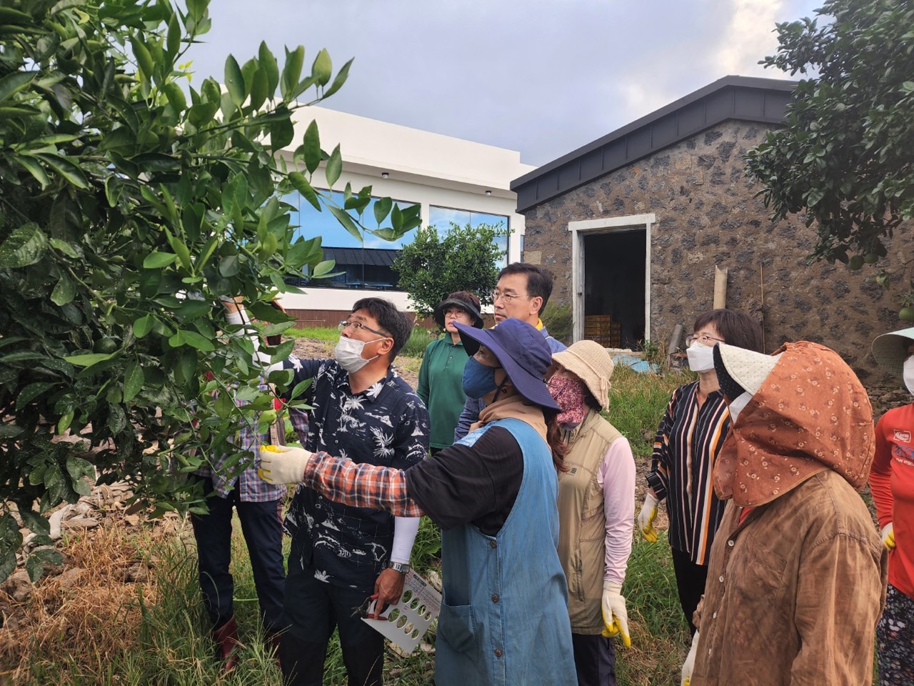 고품질감귤 안정생산을 위한 생활개선회원 열매솎기 수눌음 지도