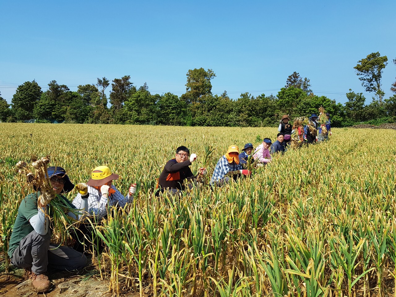 서부농업기술센터 마늘수확 일손돕기 봉사활동
