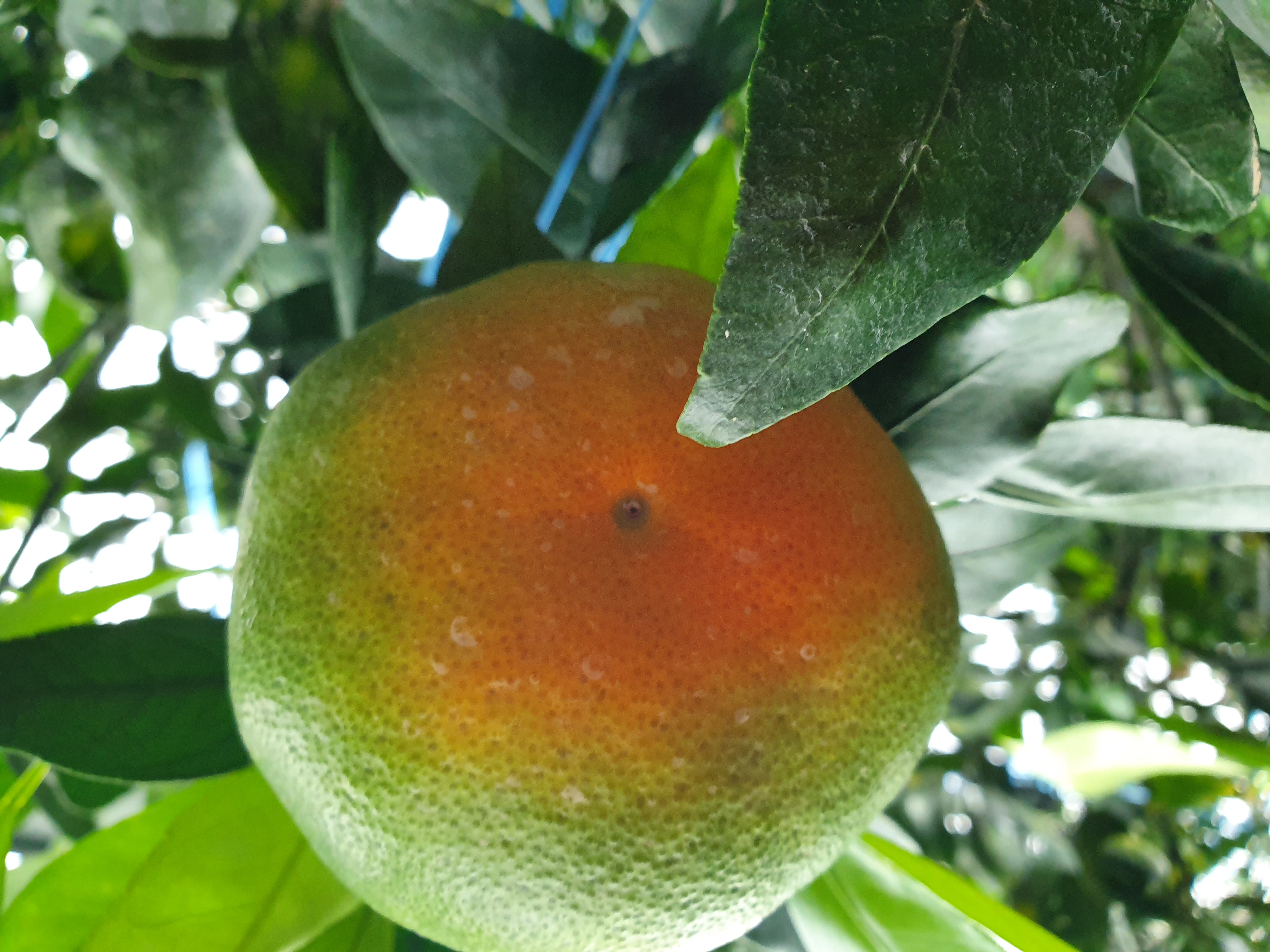 레드향 붕소결핍인가요?