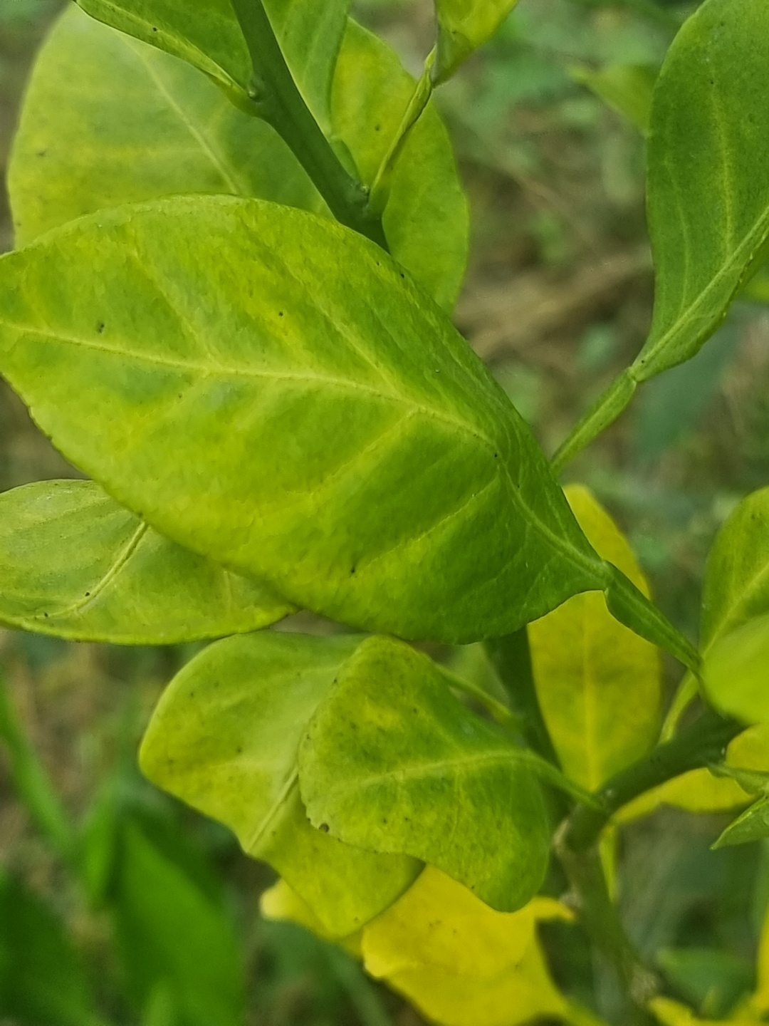 레드향 3년생 잎