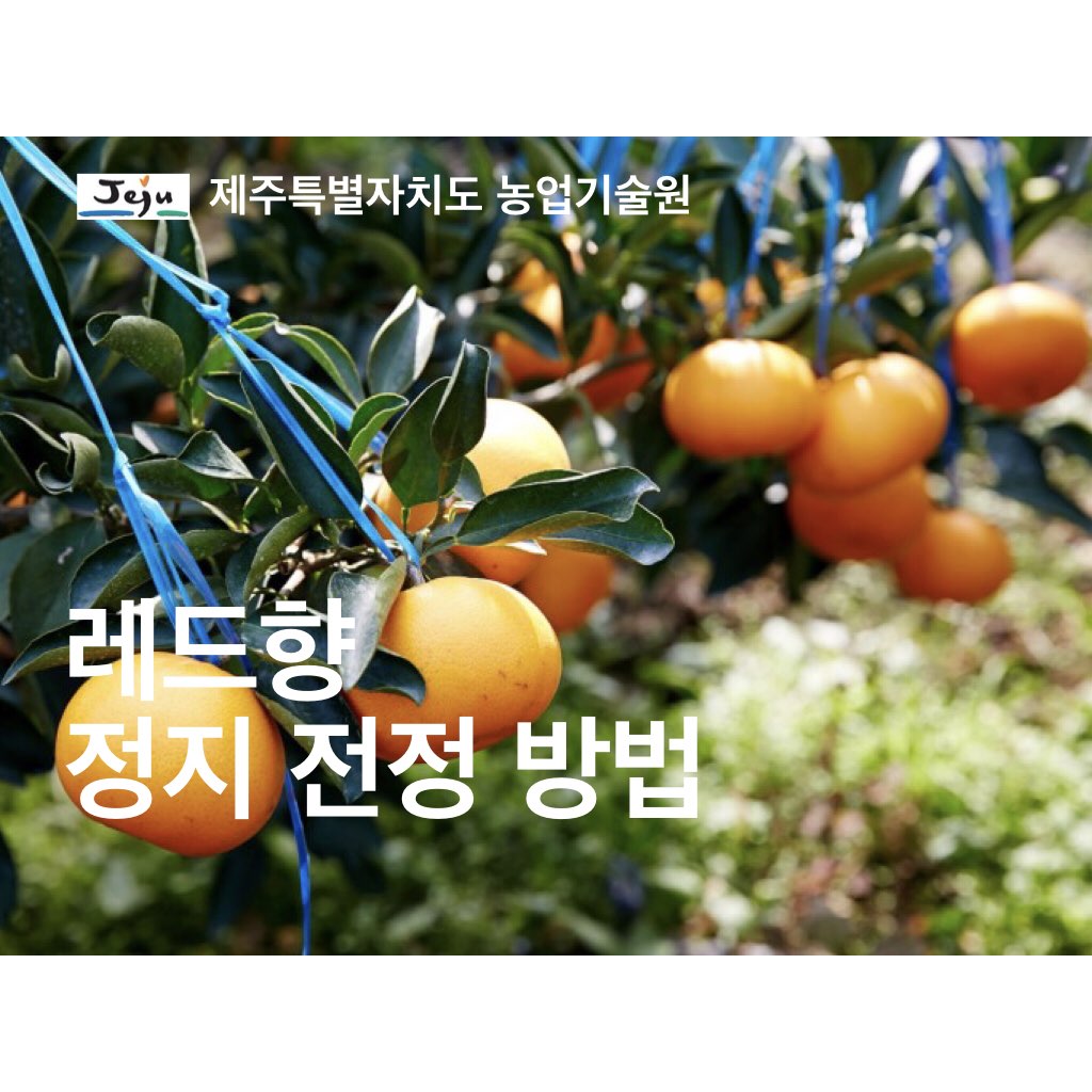 레드향 정지 · 전정 교육 