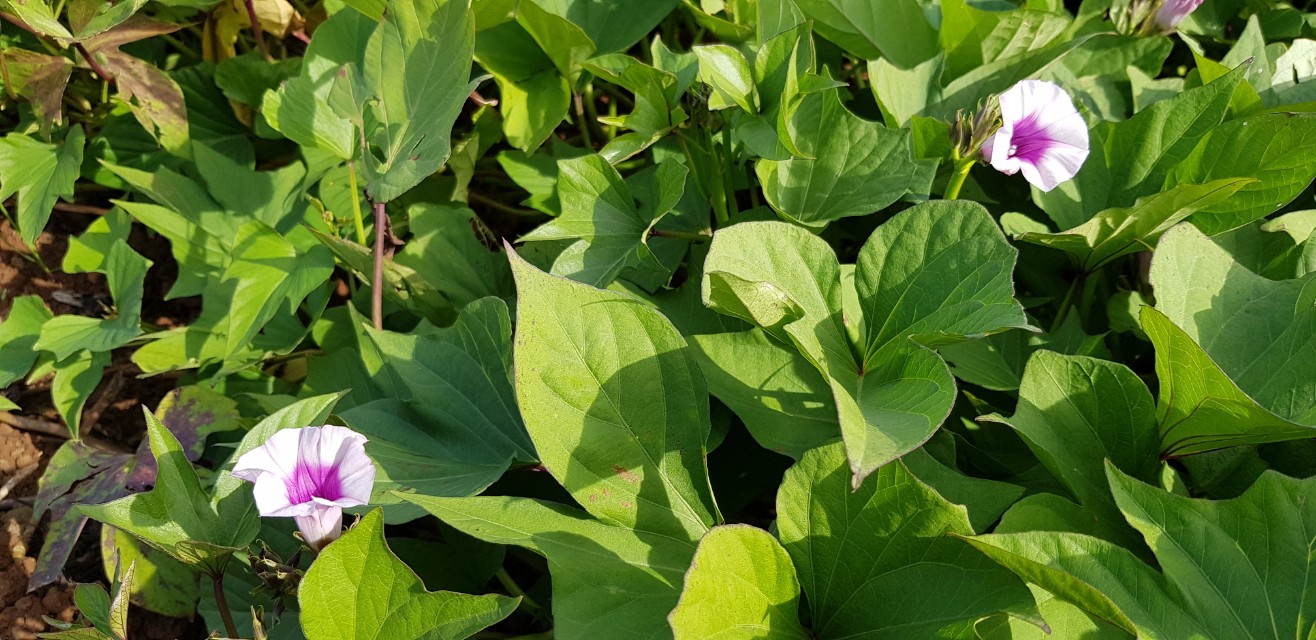 신규농업인 기초영농심화교육