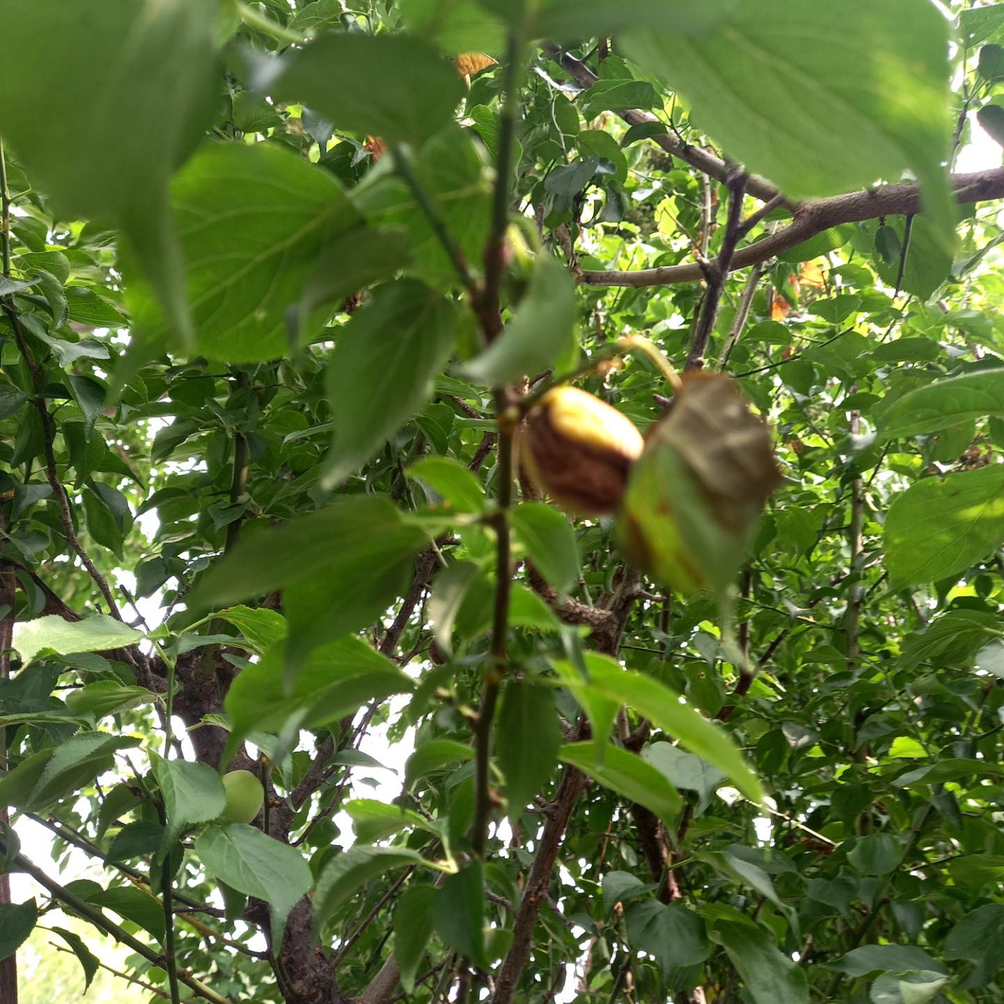 매실열매가 썩어 떨어져요. 병이 감귤나무에 옮기지는 않는걸까요?