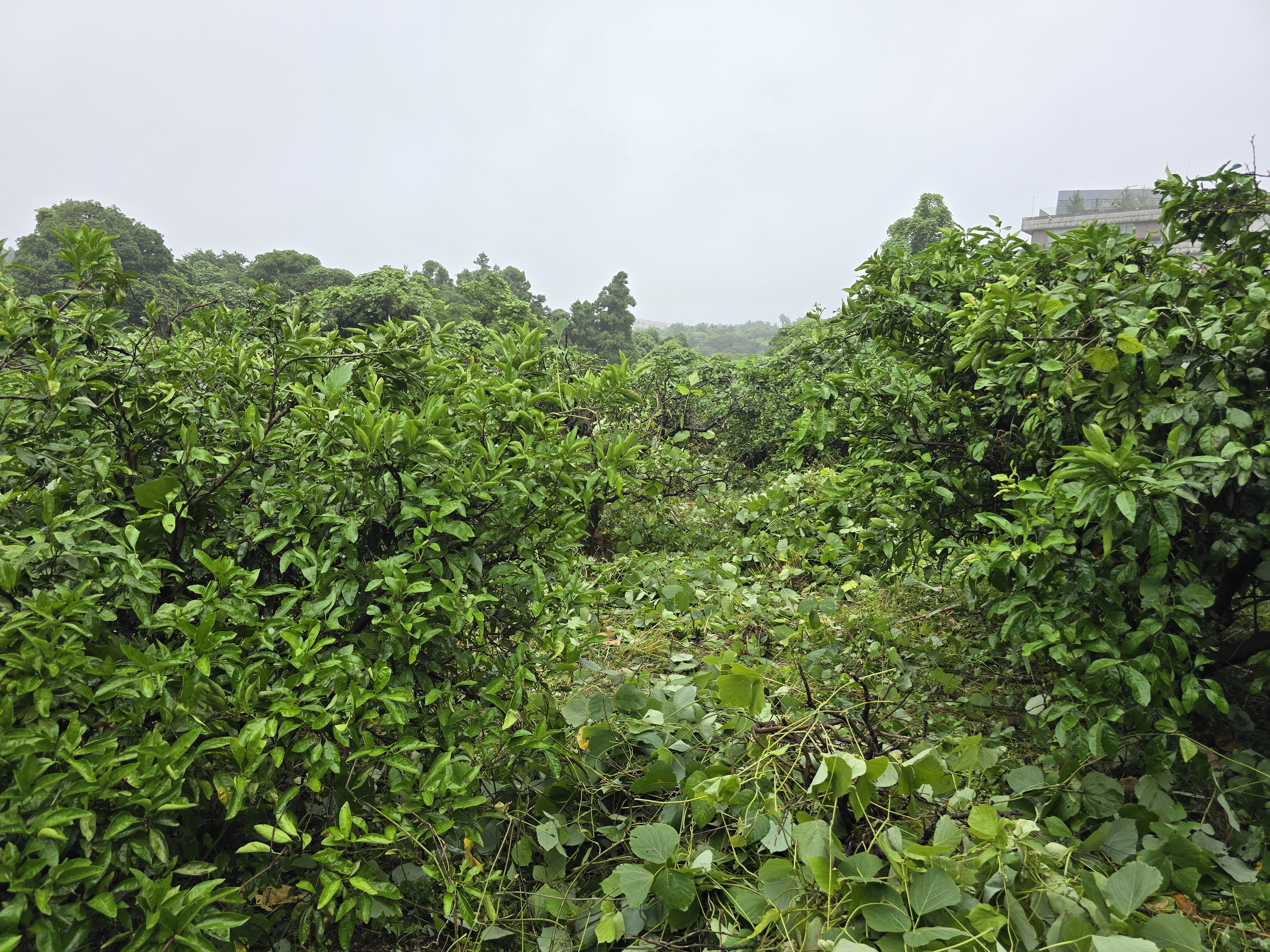 1년정도 방치된 과수원 살리는법