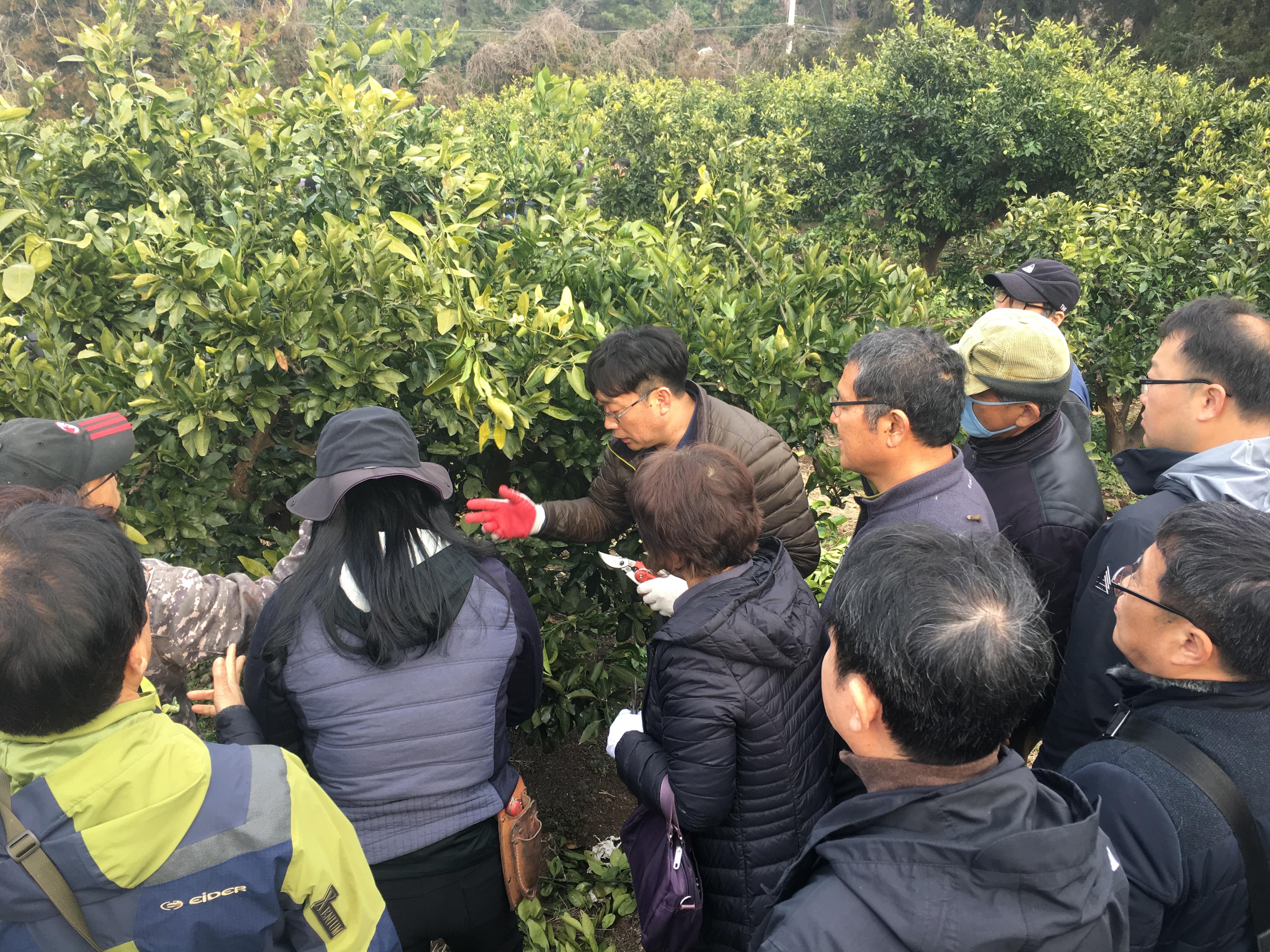 2019 노지감귤 정지전정교육