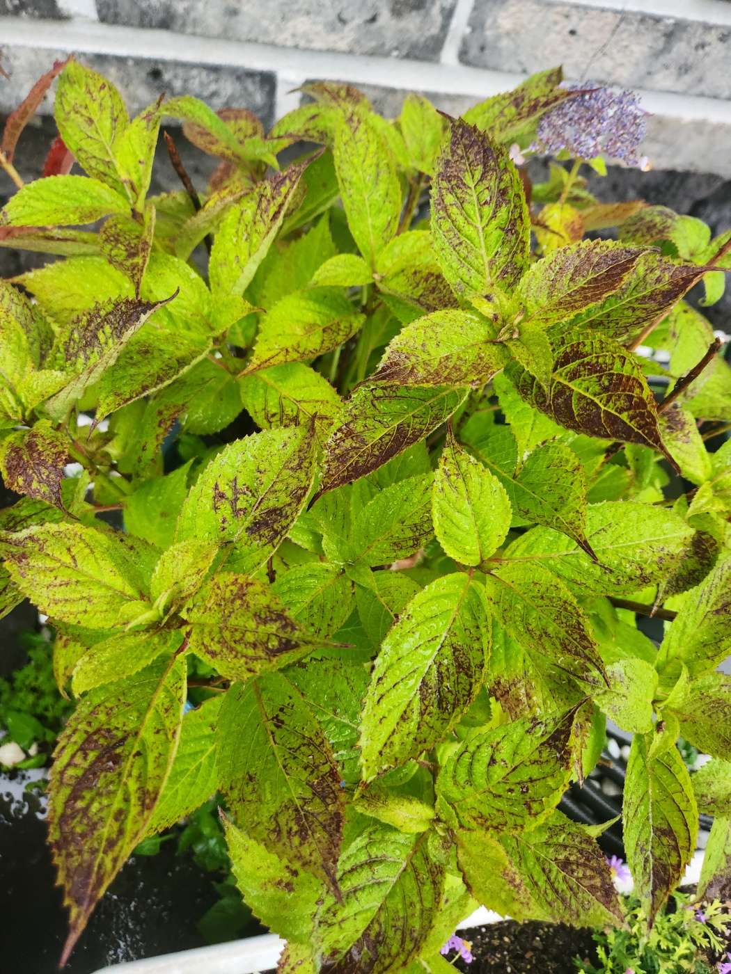 수국잎이 이상해요