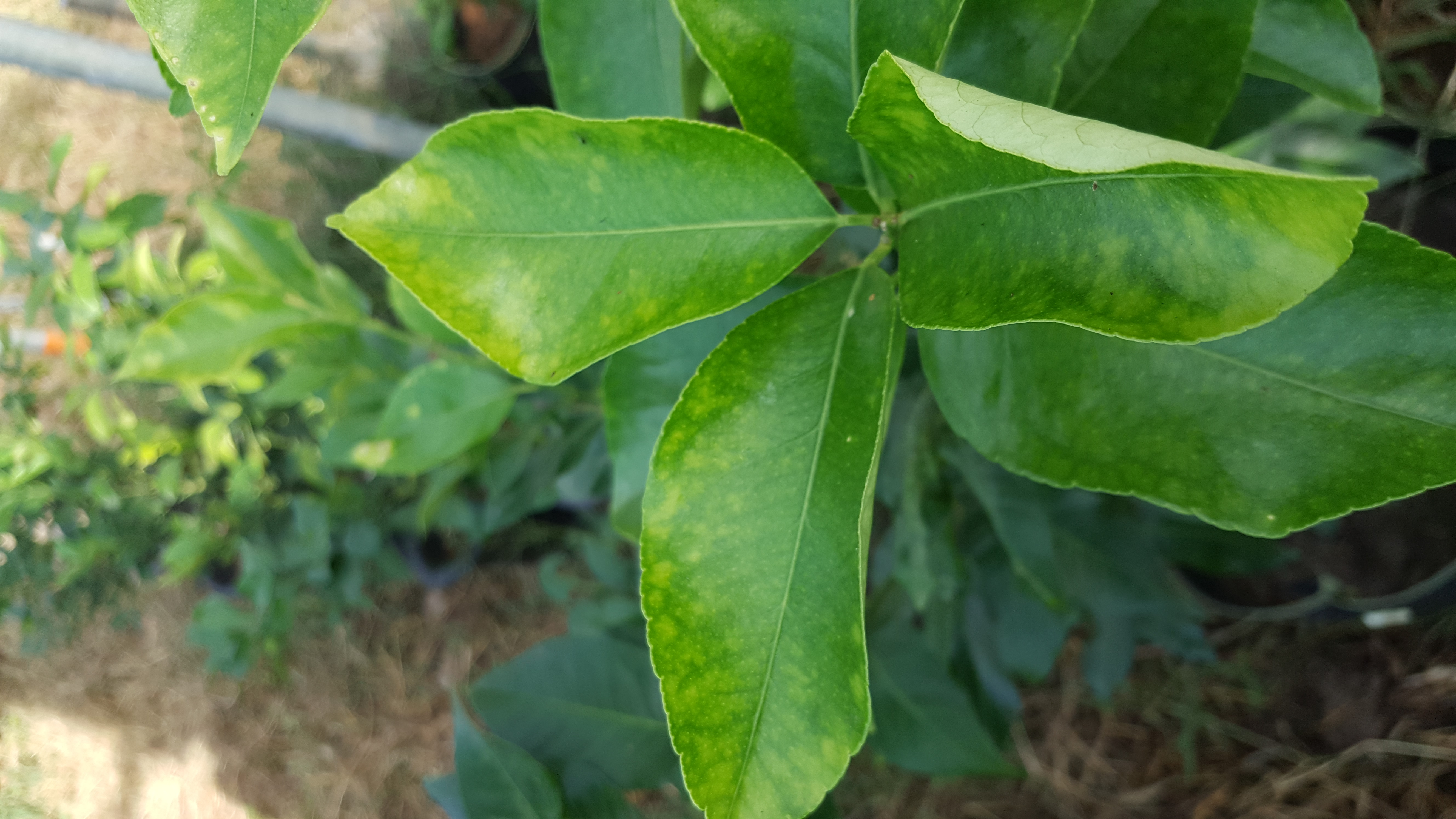 레몬 문의드립니다.