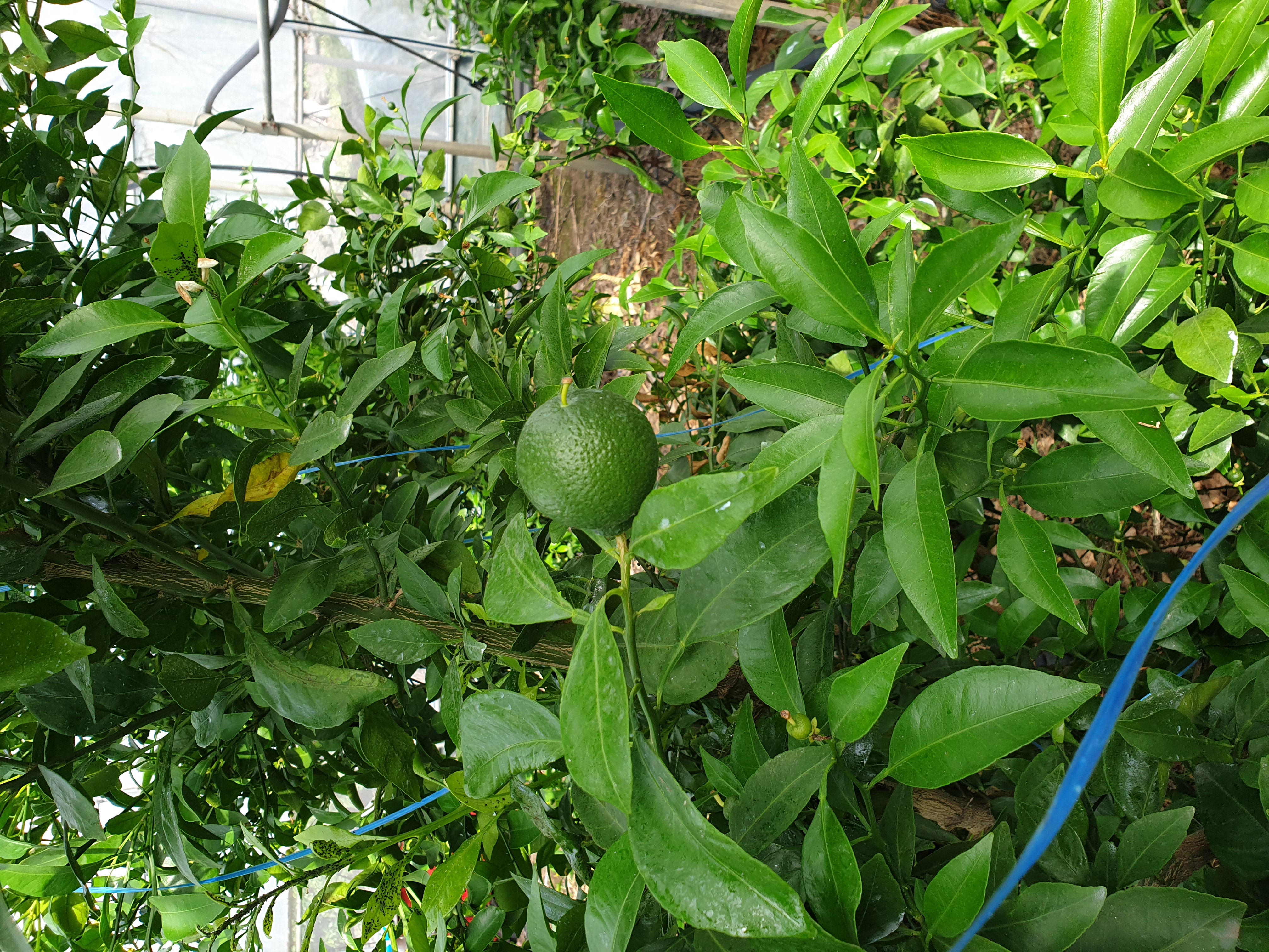 한라봉 조기성숙과