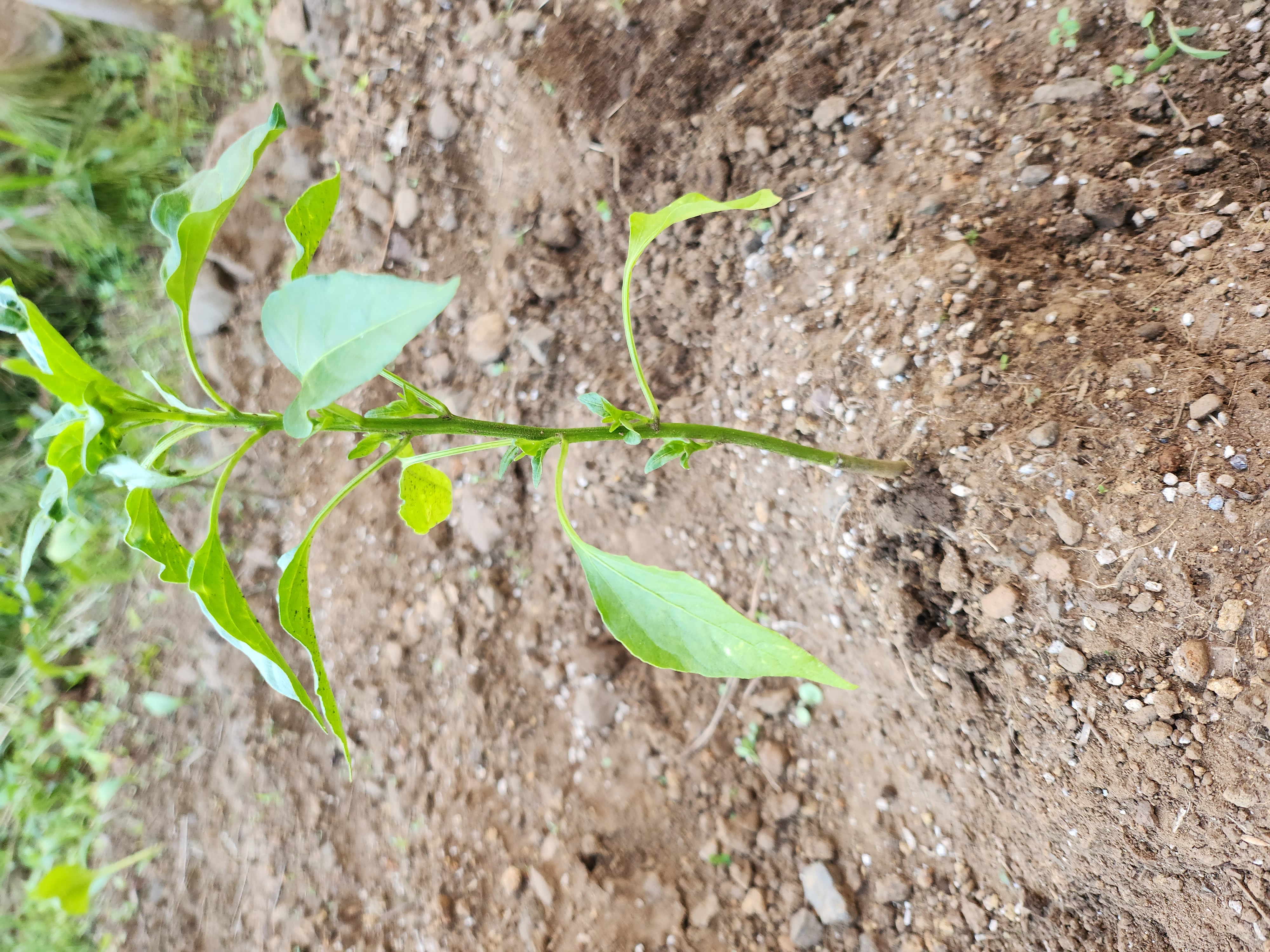 청양고추 무슨 병인지 궁금합니다
