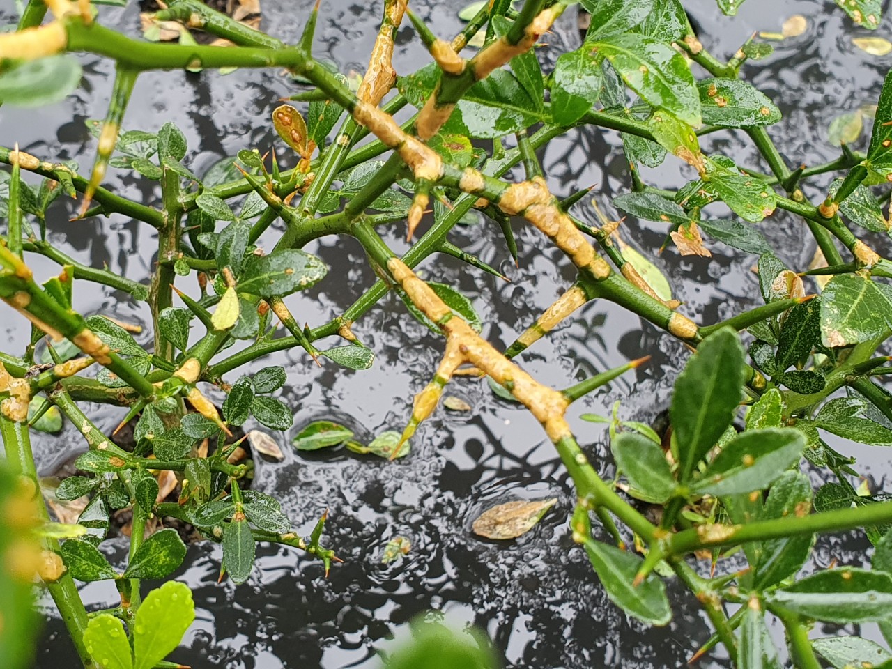 탱자병해 관련 문의 입니다.