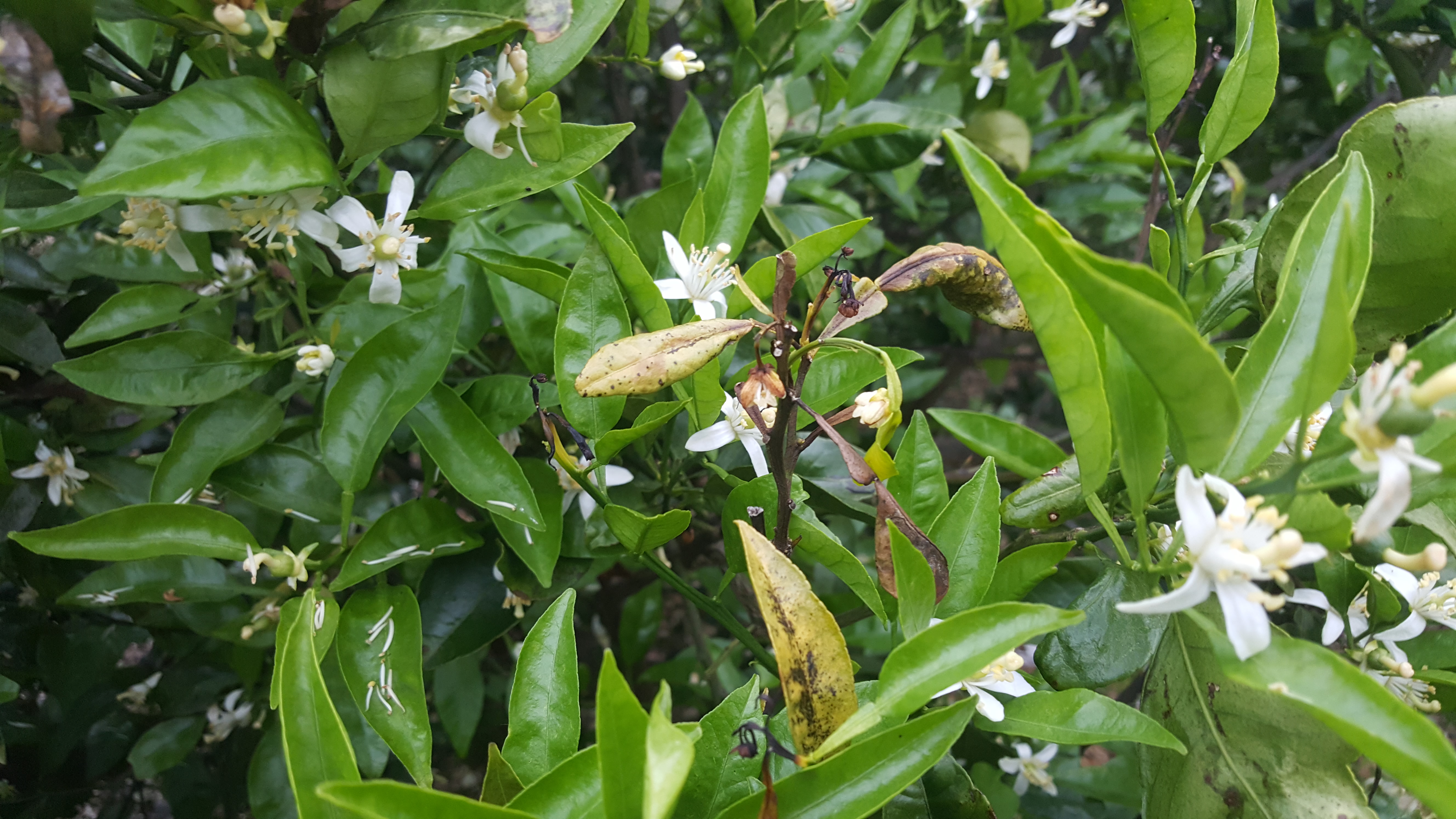 노지 한라봉 진단 부탁드립니다.