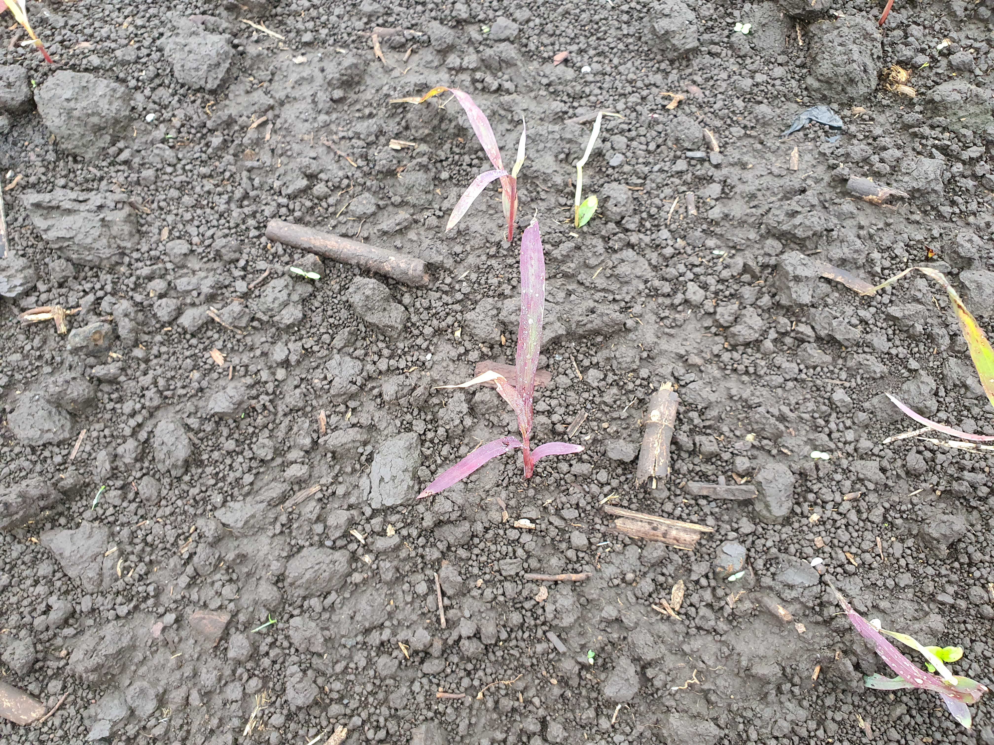 녹비를 파종했는데