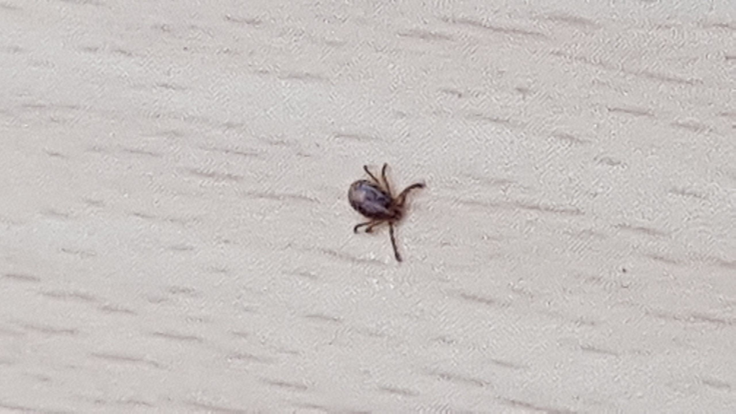 진드기 예방관련