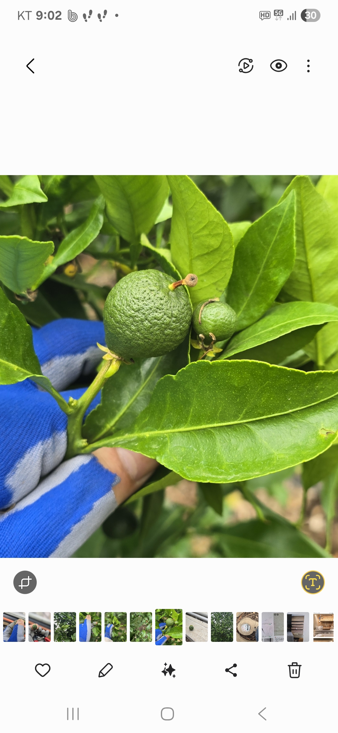 써니트 한라봉 과다낙과 