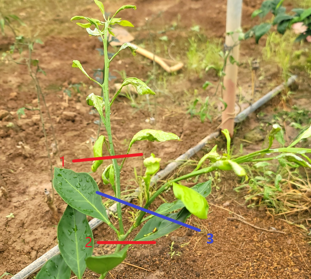 유라실생 오유월지 제거(여름전정) 문의