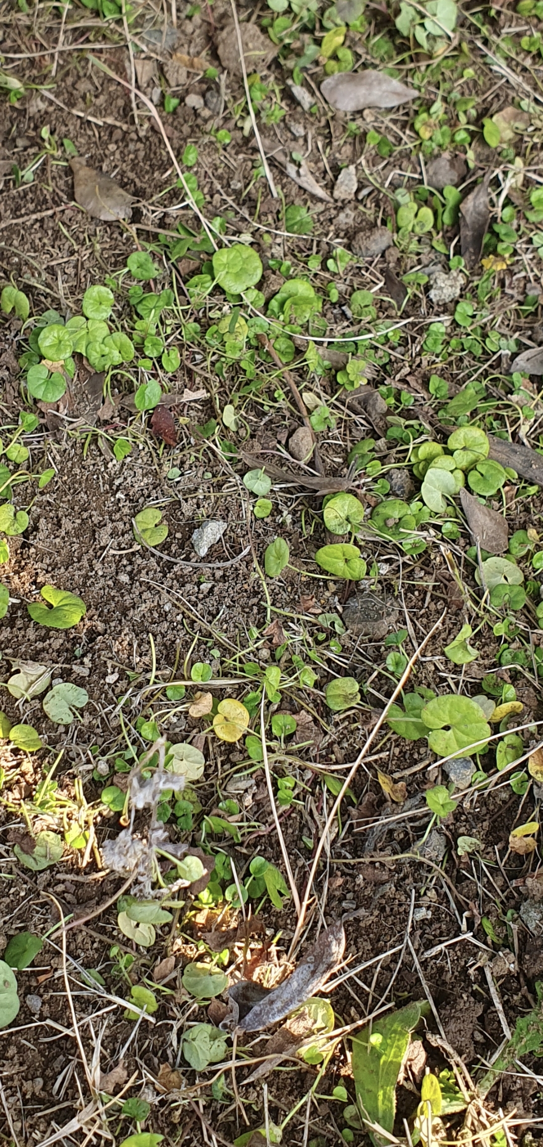 아욱메풀 죽이는 제초제 알려주세요