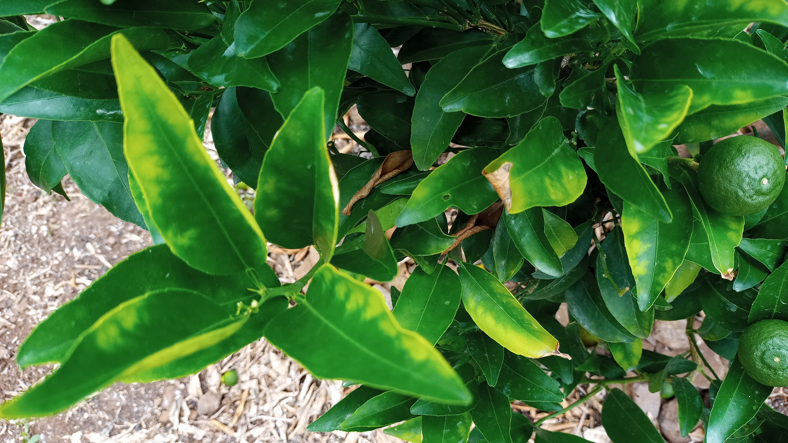 천혜향 잎 증상문의