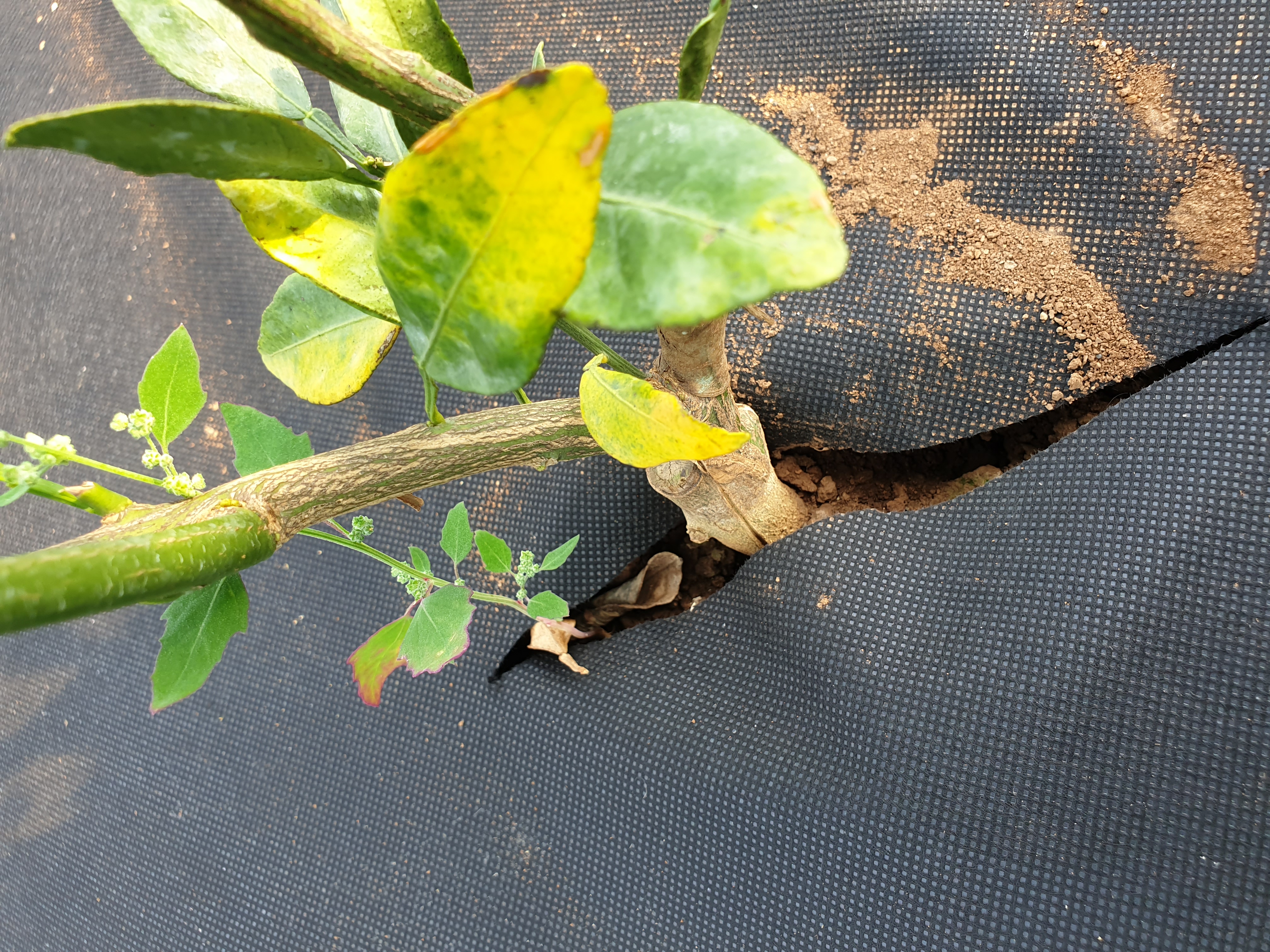 레드향 잎의 황변현상