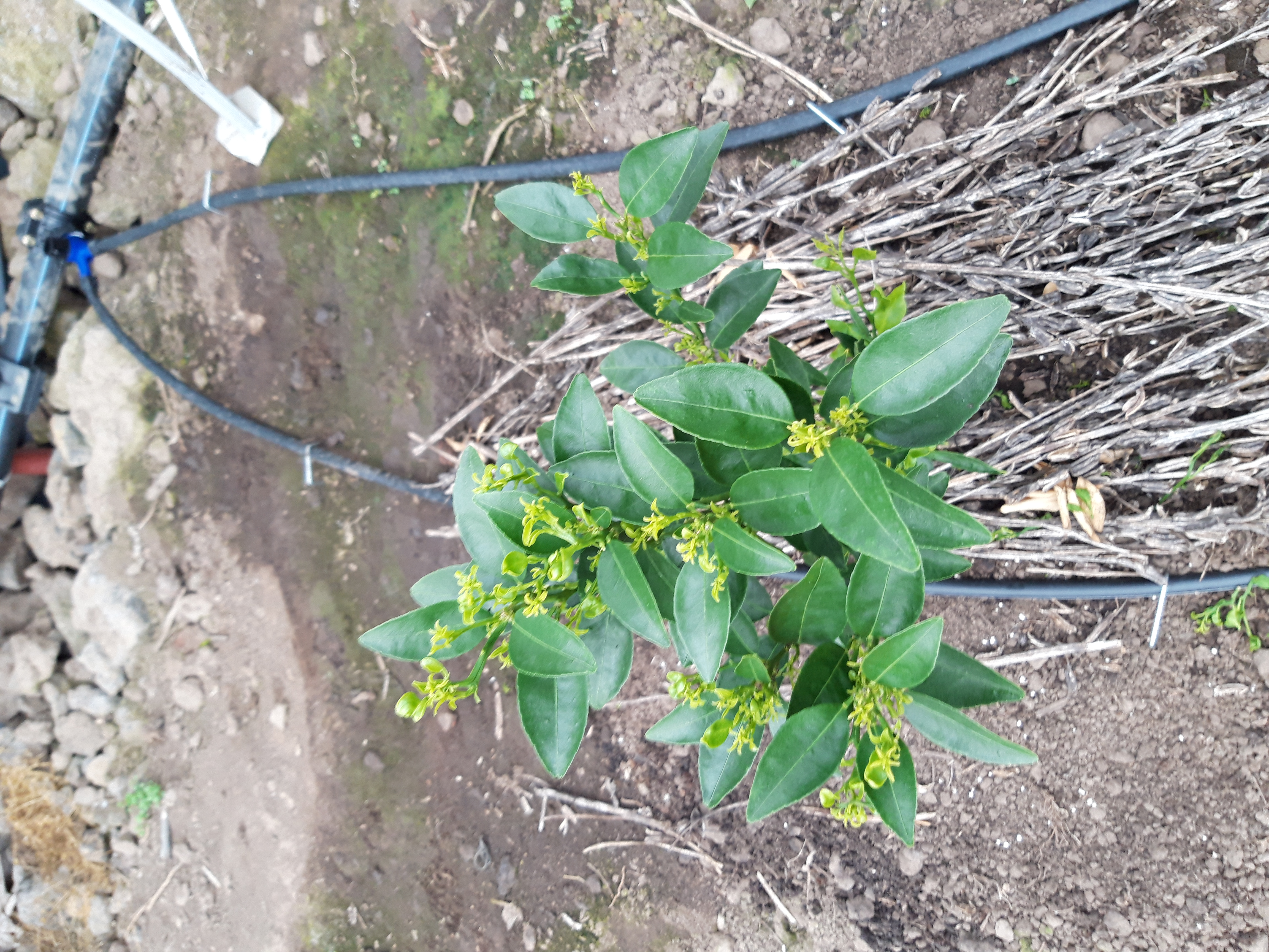 천혜향 묘목 바이러스 의심
