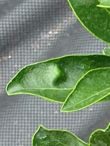 천혜향 잎에 변형