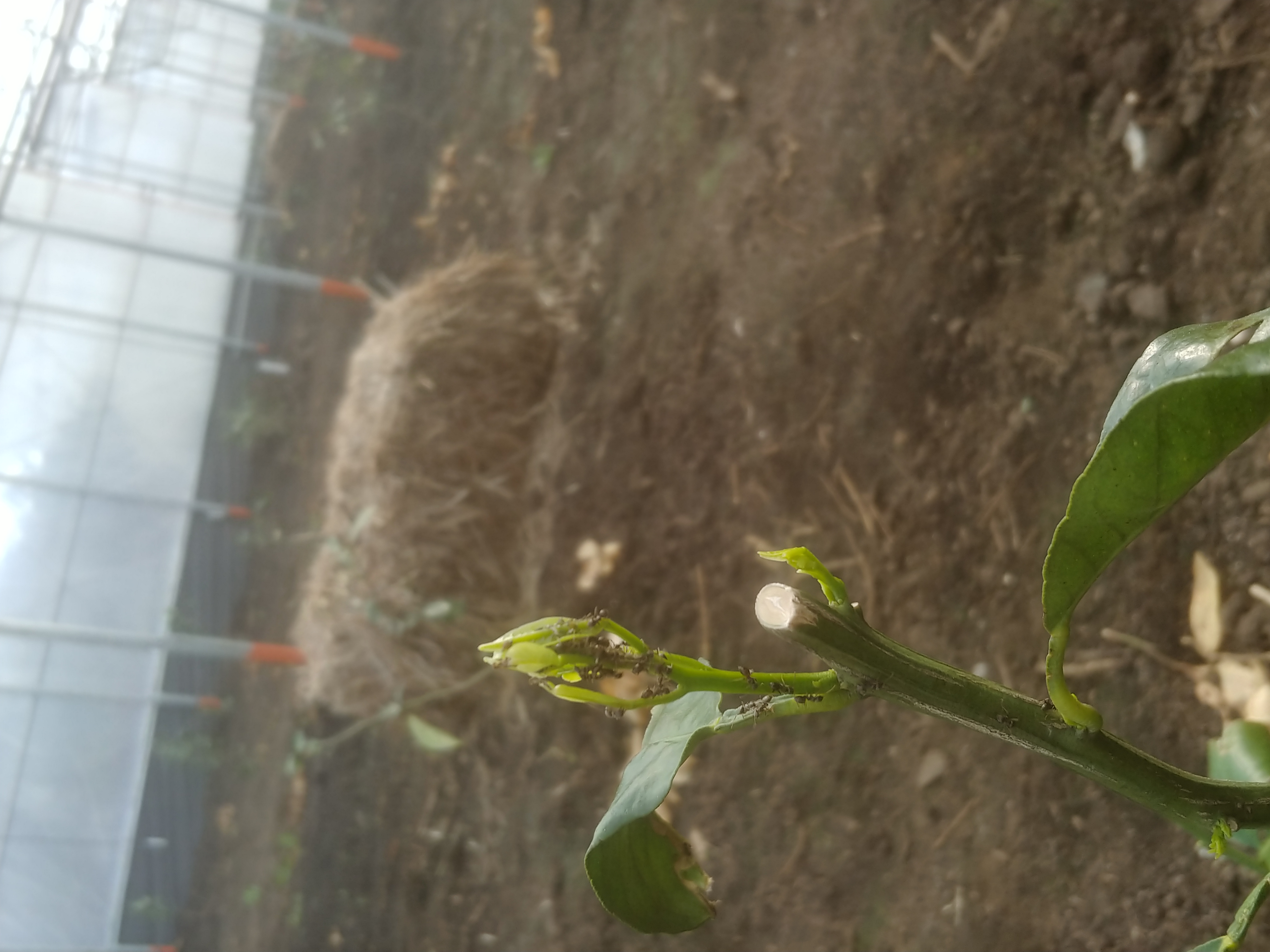 카라향 문의드립니다.