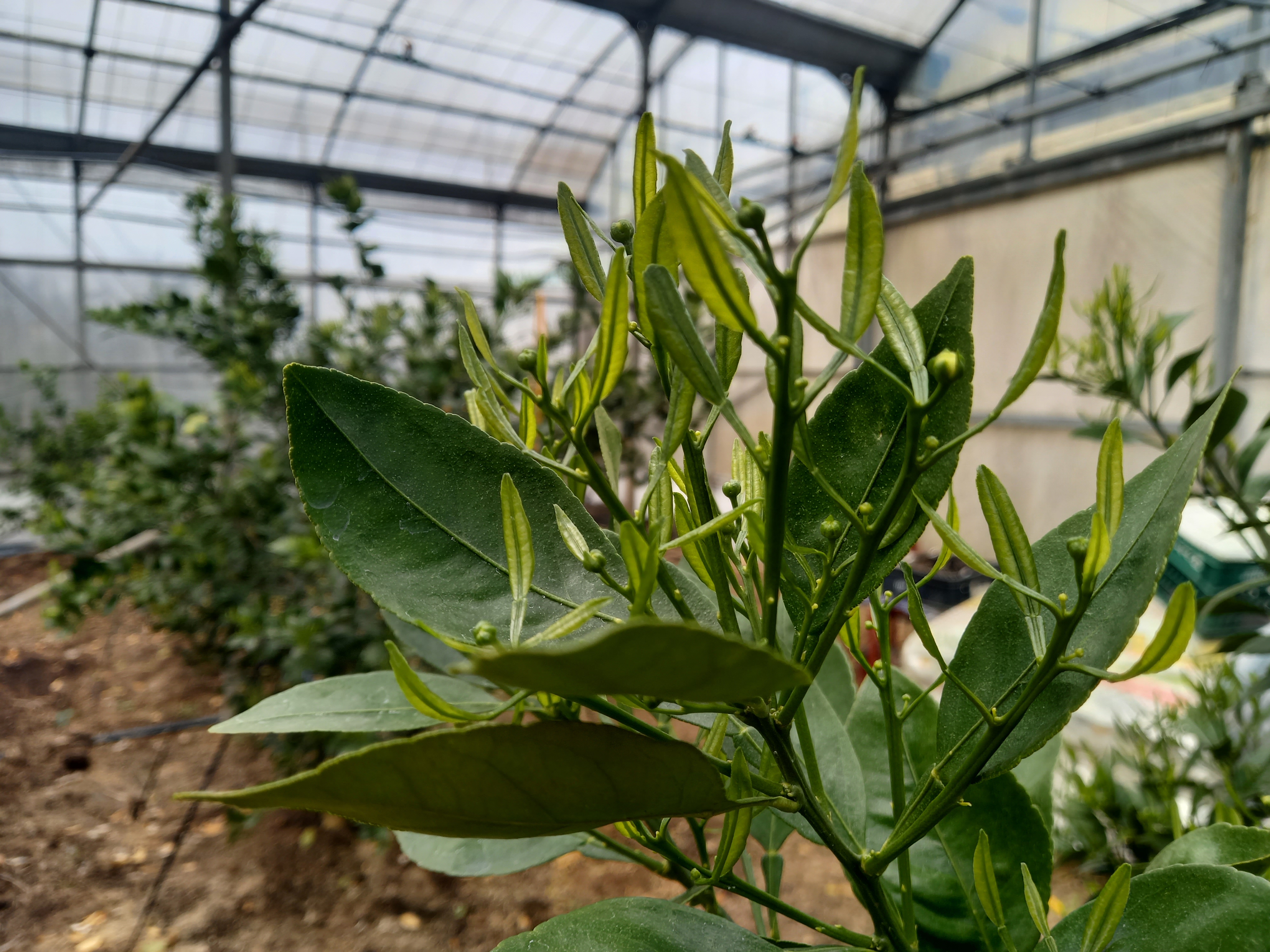 한라봉 총상유엽화 관련 문의