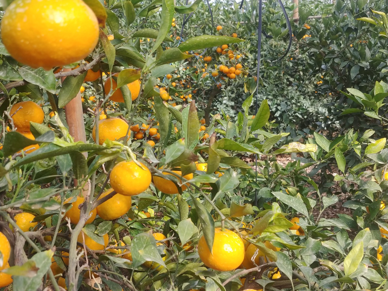 비가림 나무 상태 질문입니다.