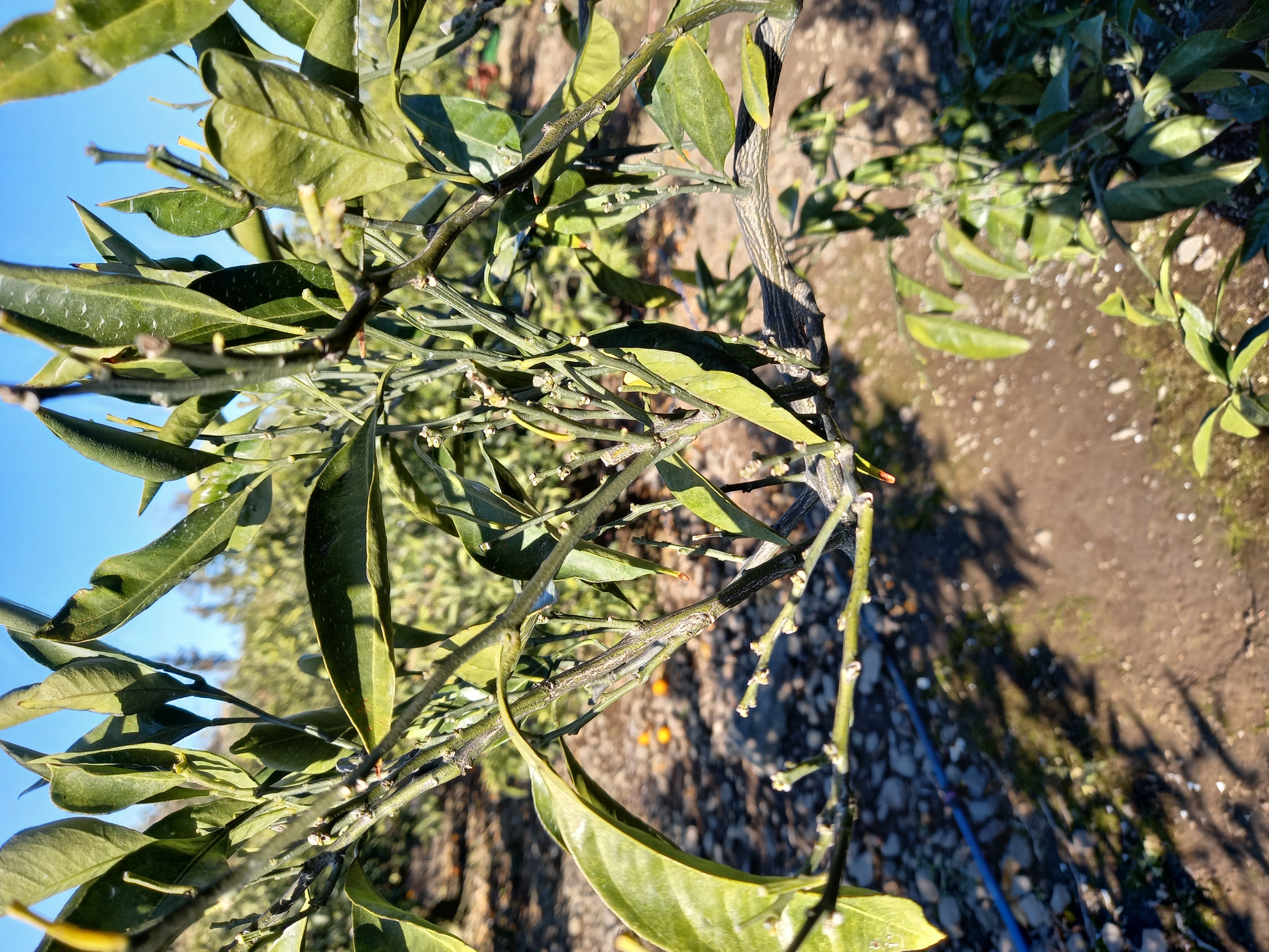 감귤나무 전정에 관해서~