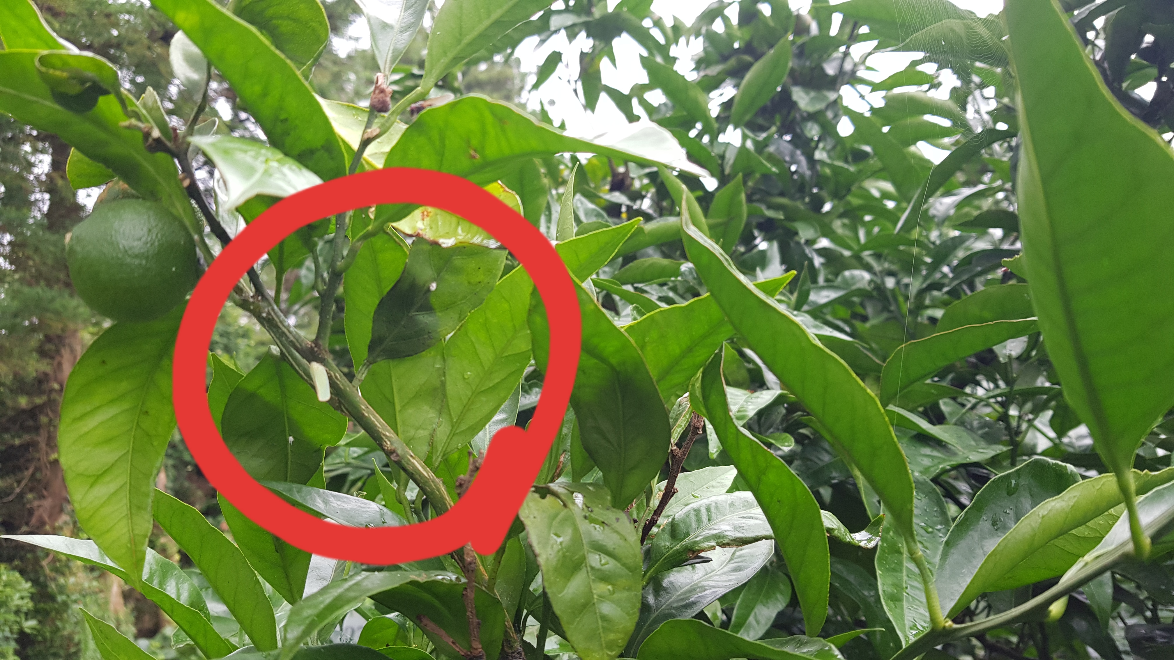 이나방이 뭔지 알고싶습니다.