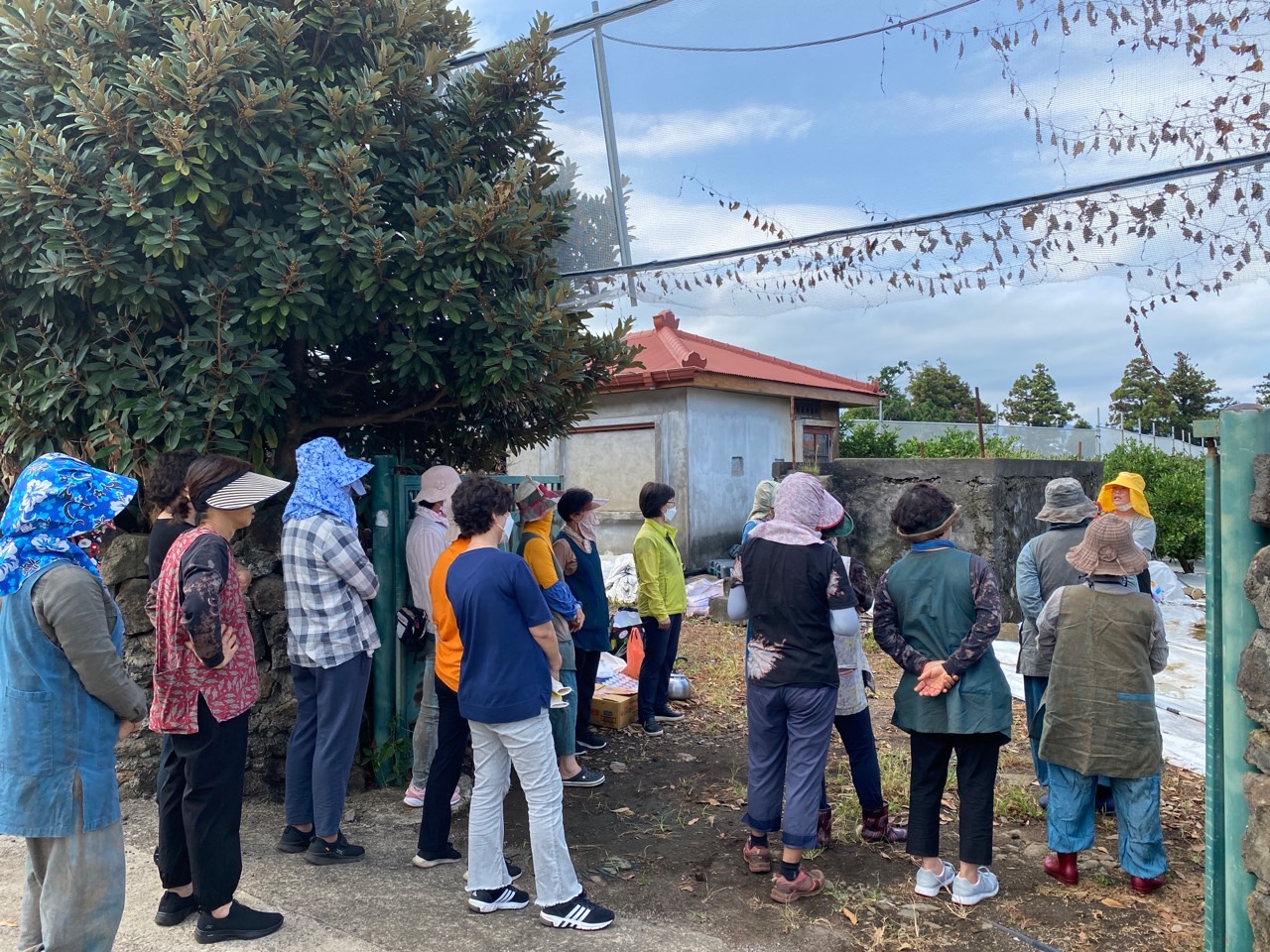 고품질감귤 안정생산을 위한 생활개선회원 열매솎기 수눌음 지도