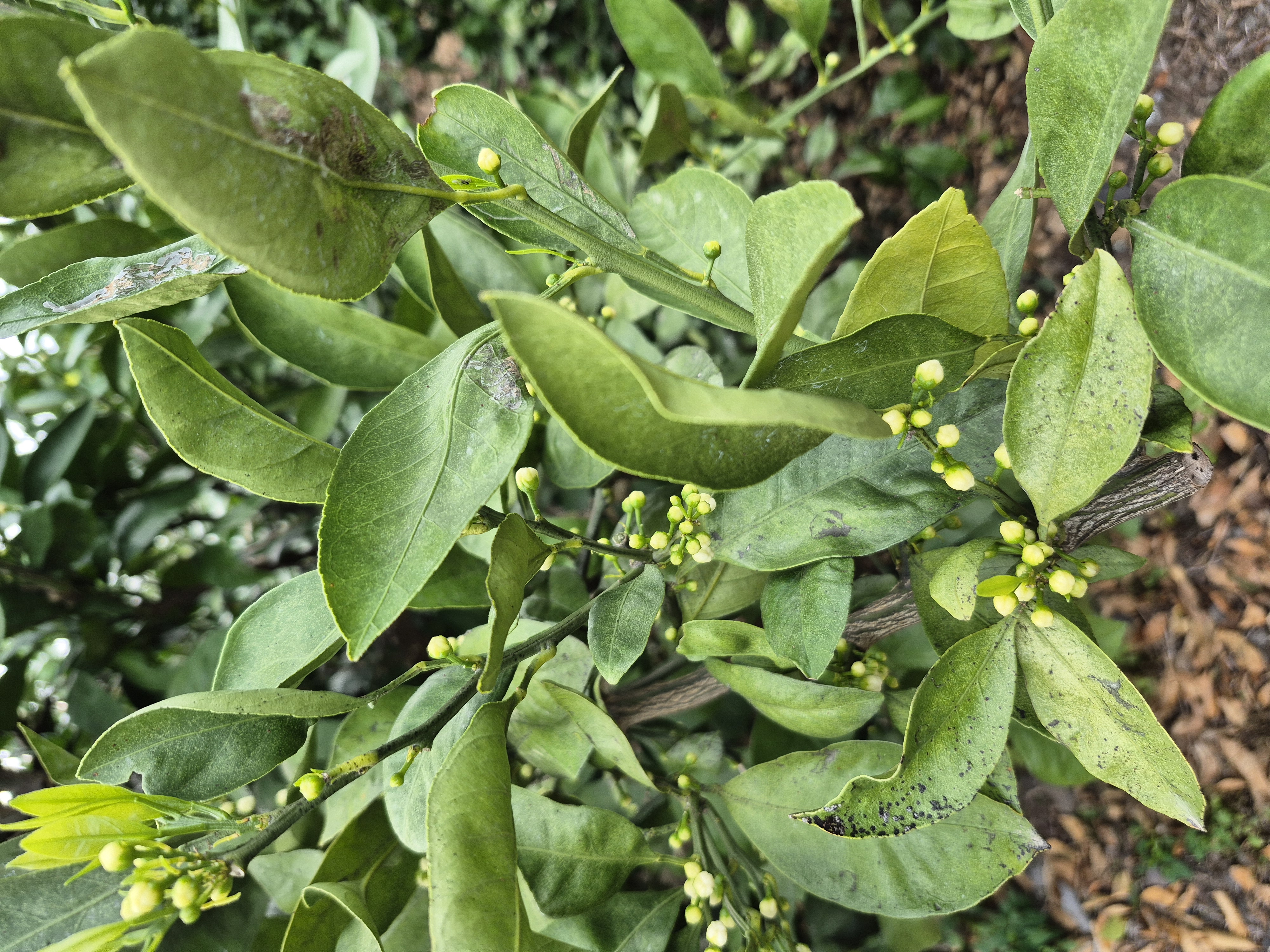 노지감귤 농약살포 문의