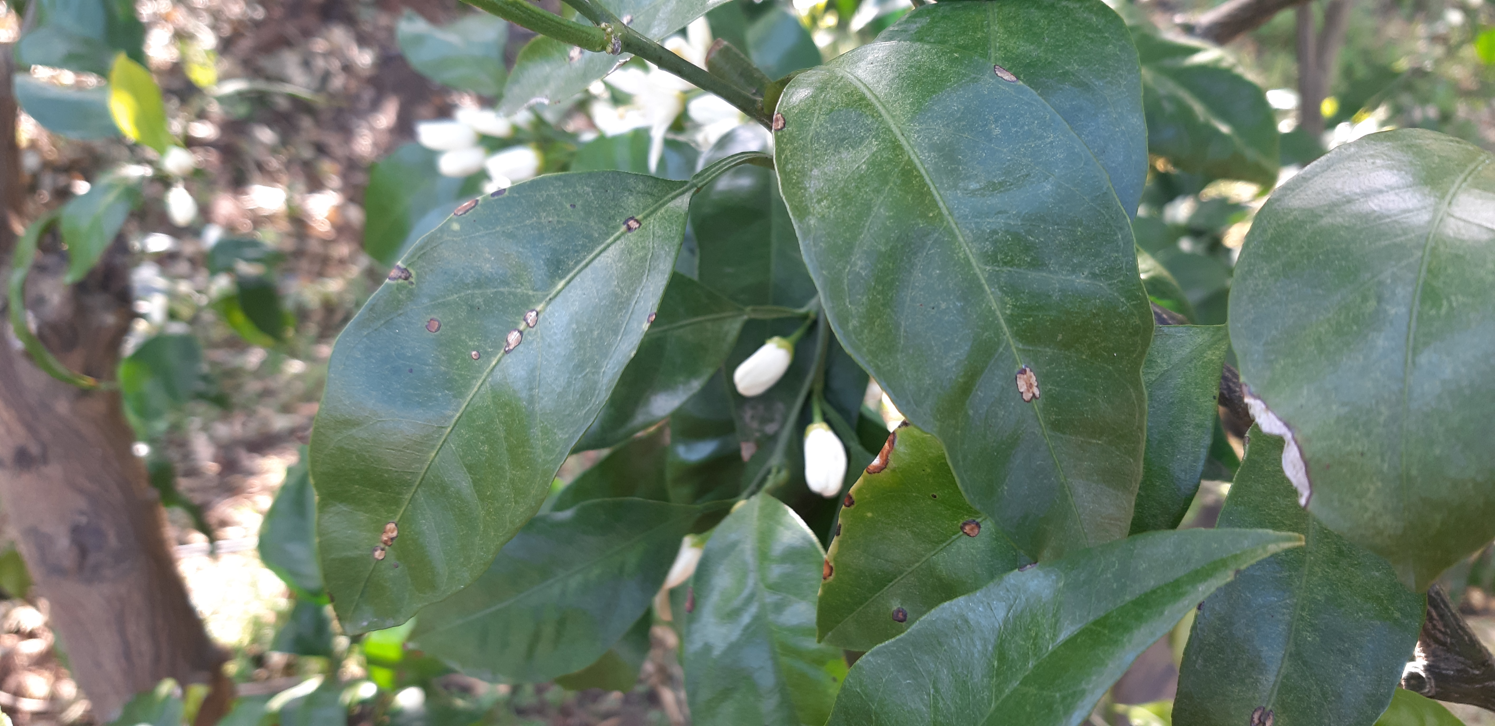 병해충 진단부탁드려요!