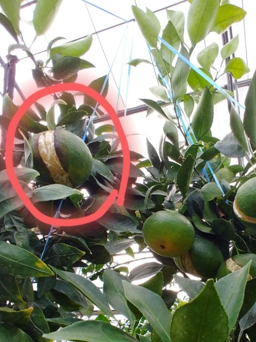 레드향 과실 깨짐 관련 문의드립니다.