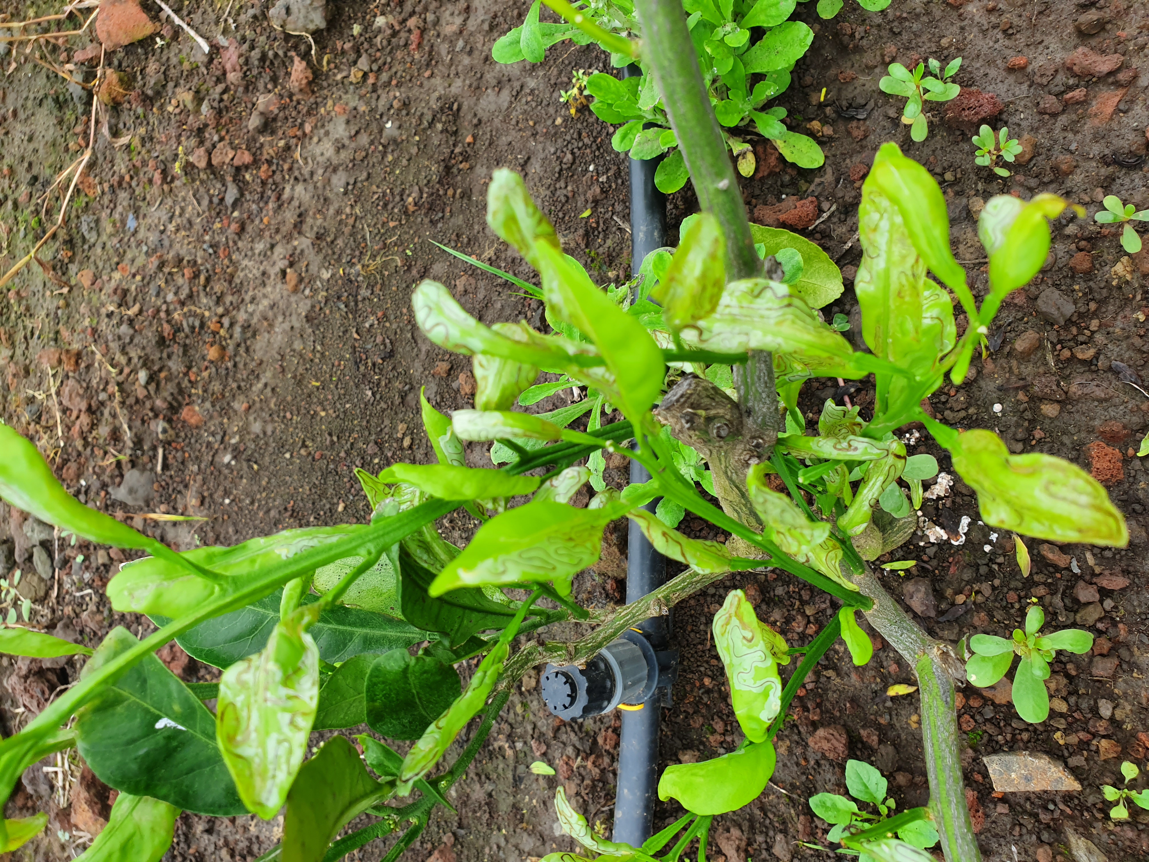 귤나무 잎이 이상해요