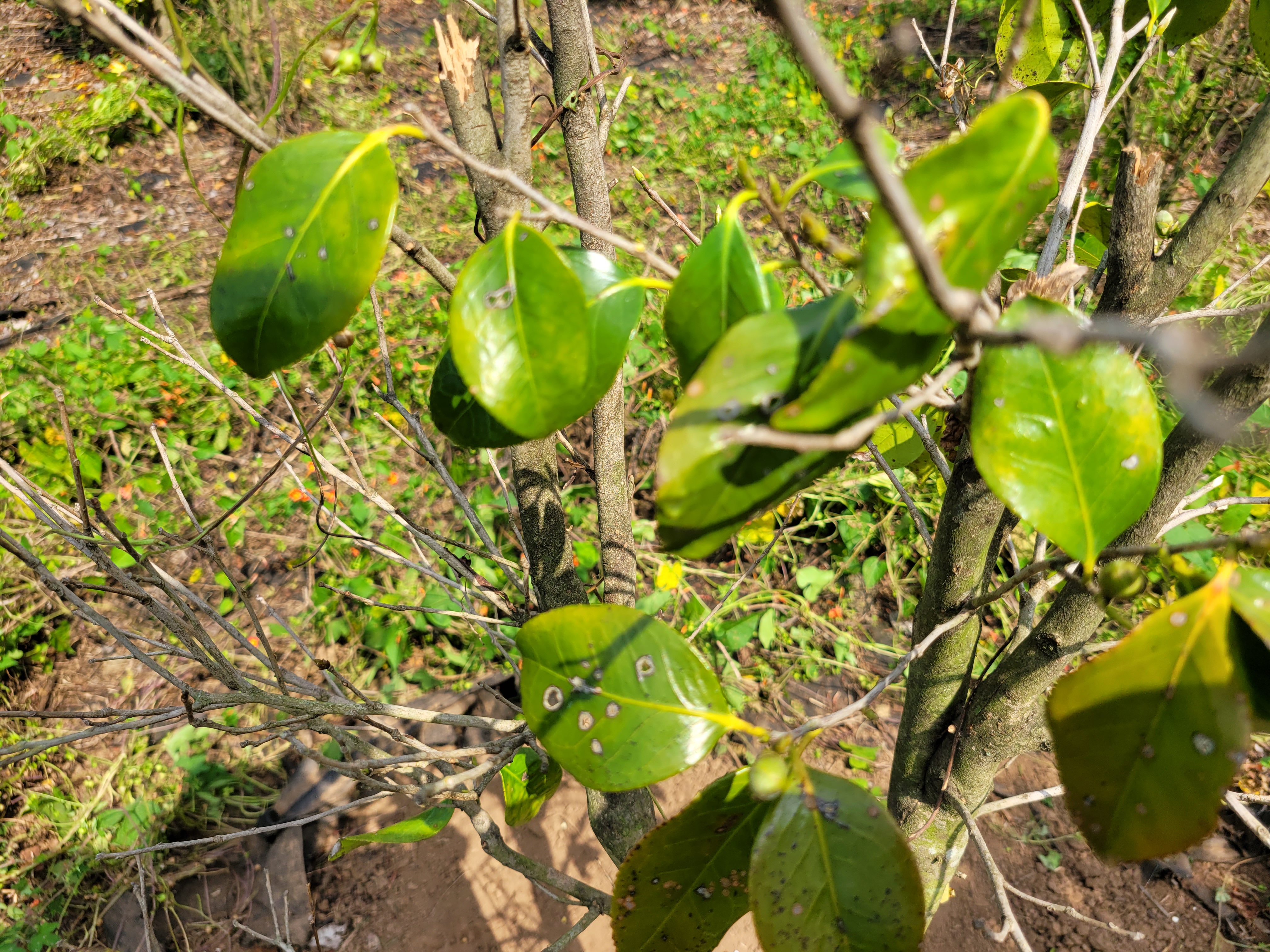 동백나무 병충해 살포 방법
