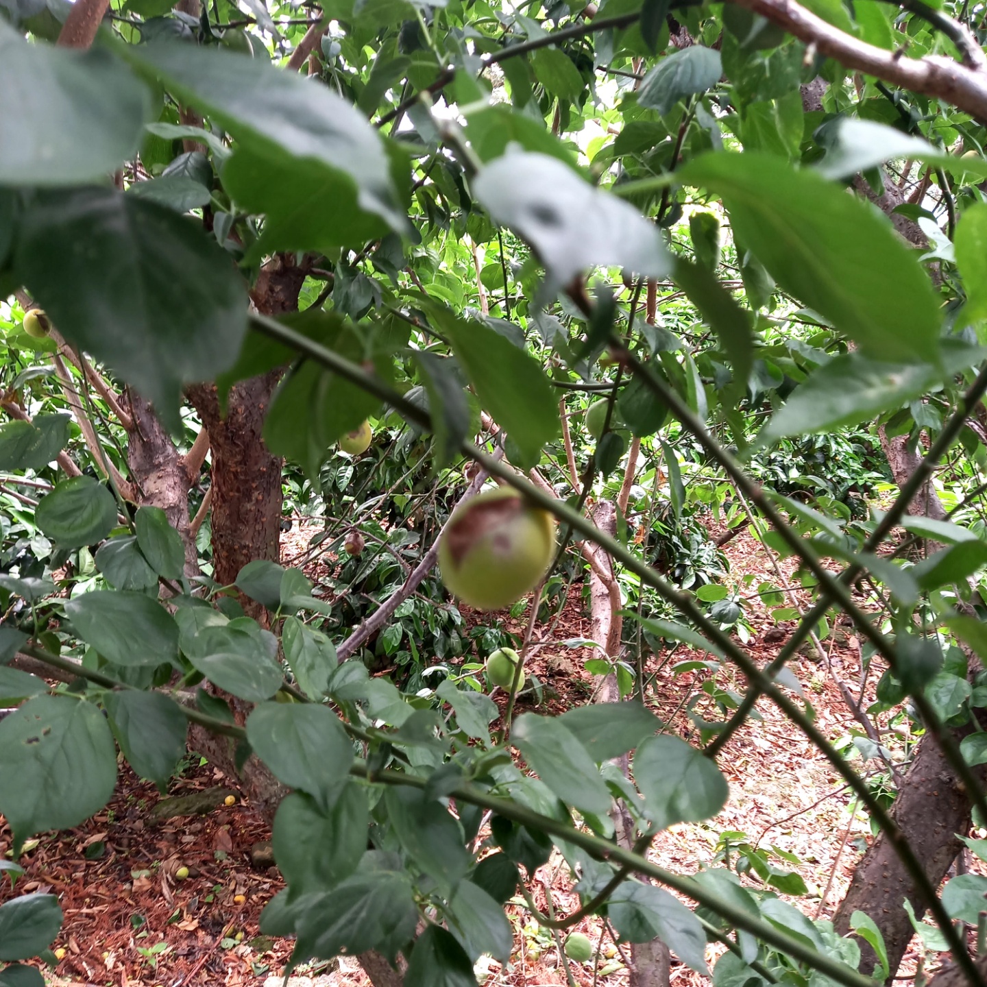 매실열매가 썩어 떨어져요. 병이 감귤나무에 옮기지는 않는걸까요?