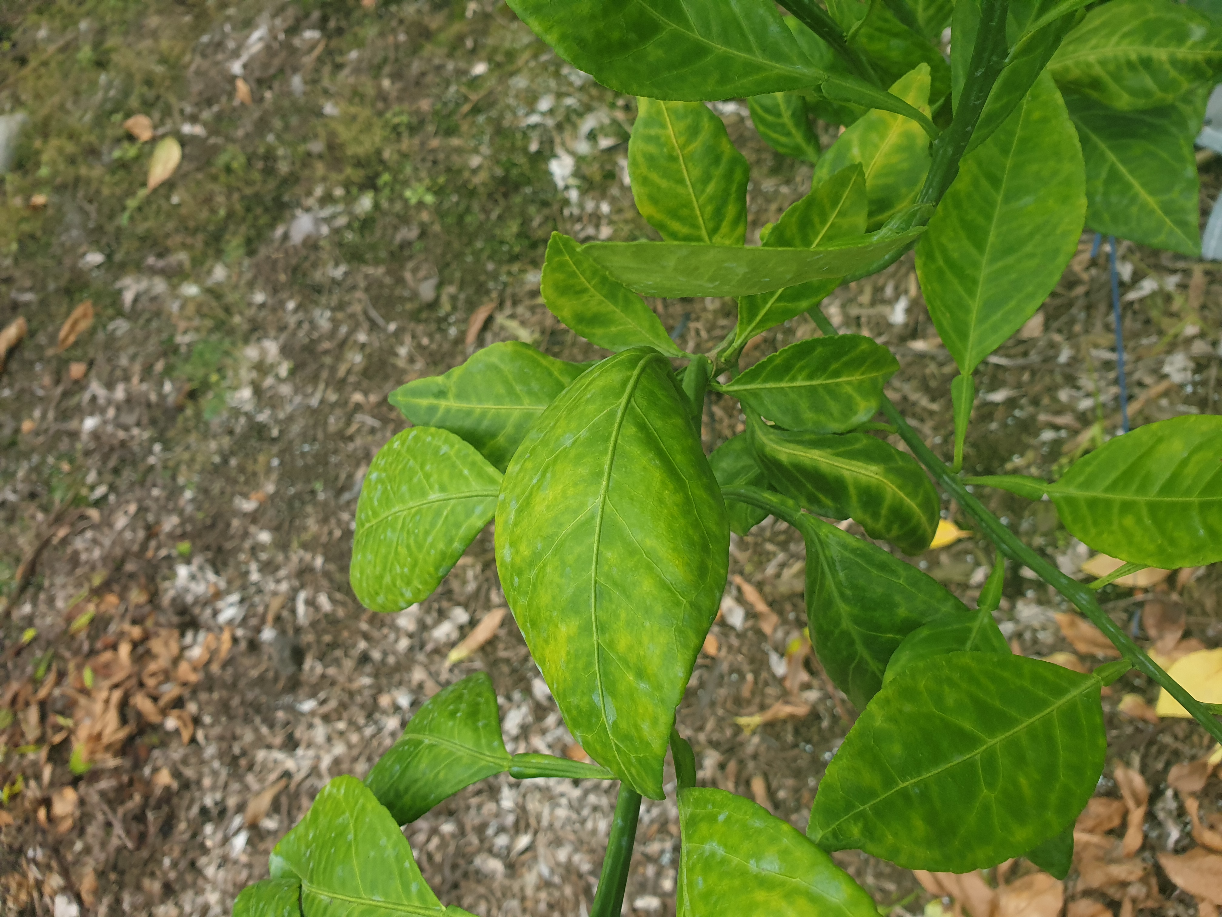 레드향접순관련