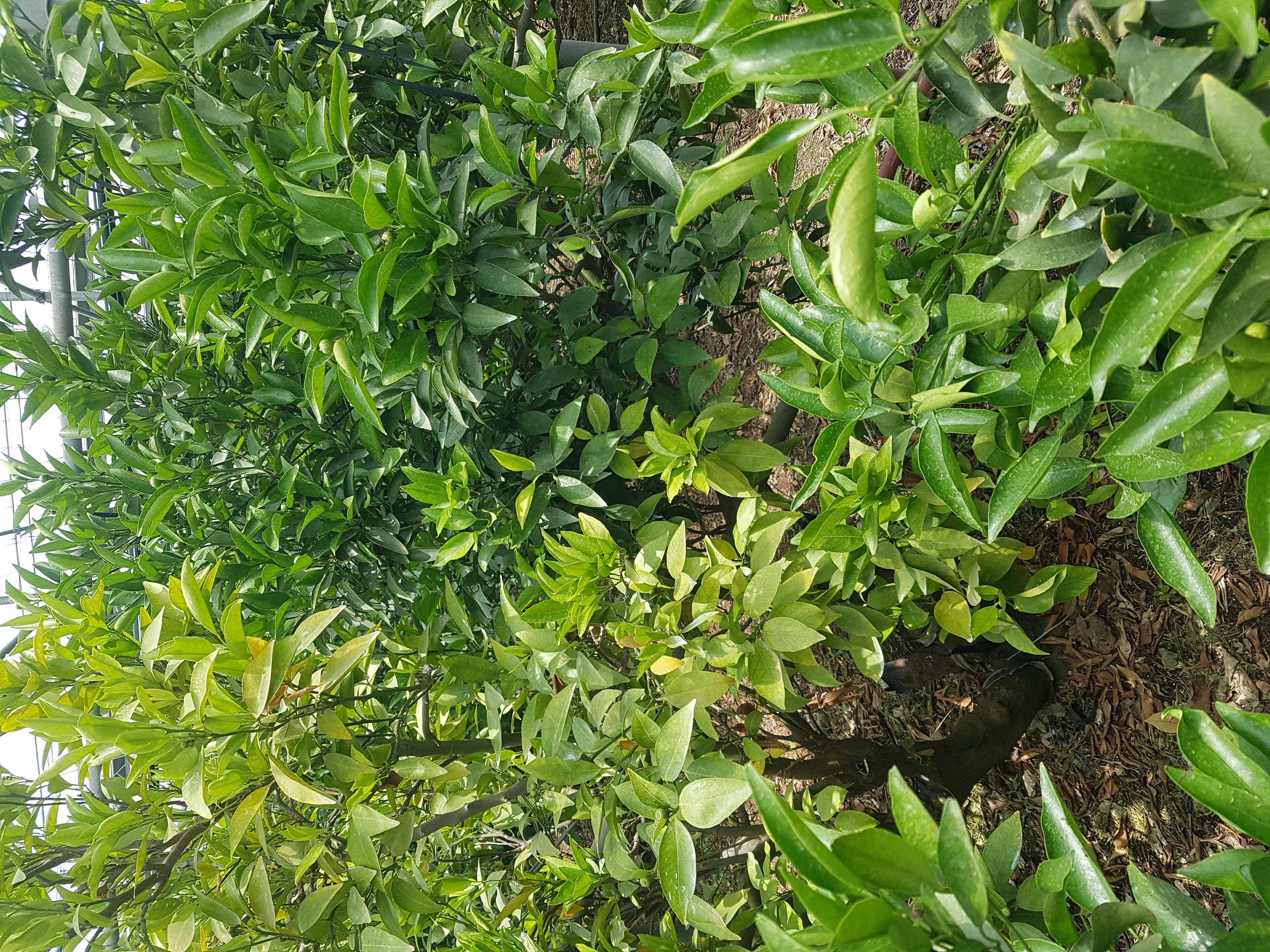 천혜향 잎이 노랗게 되었는데 어떻게 조치해야 하나요?