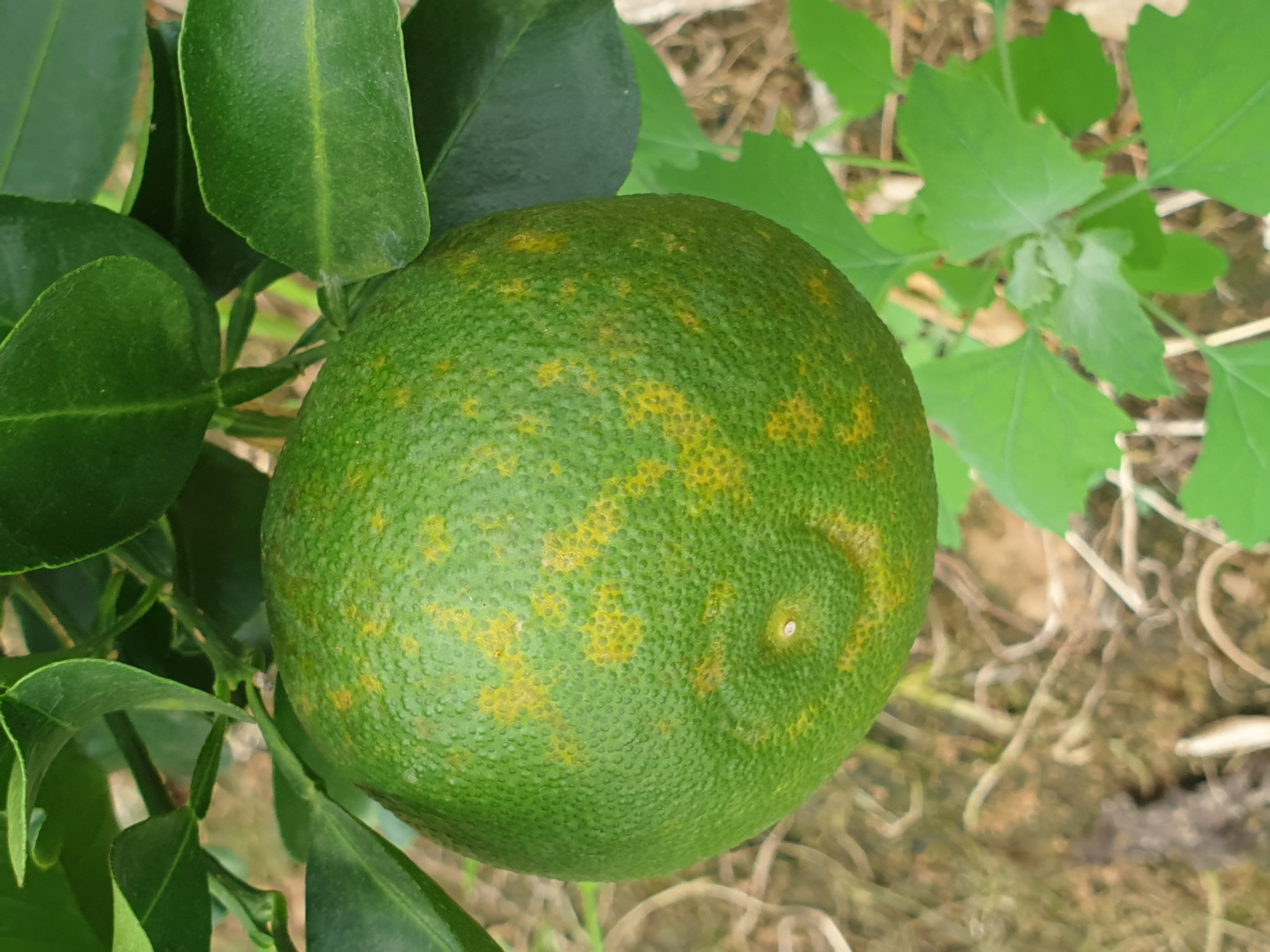 만감류 열매 이상