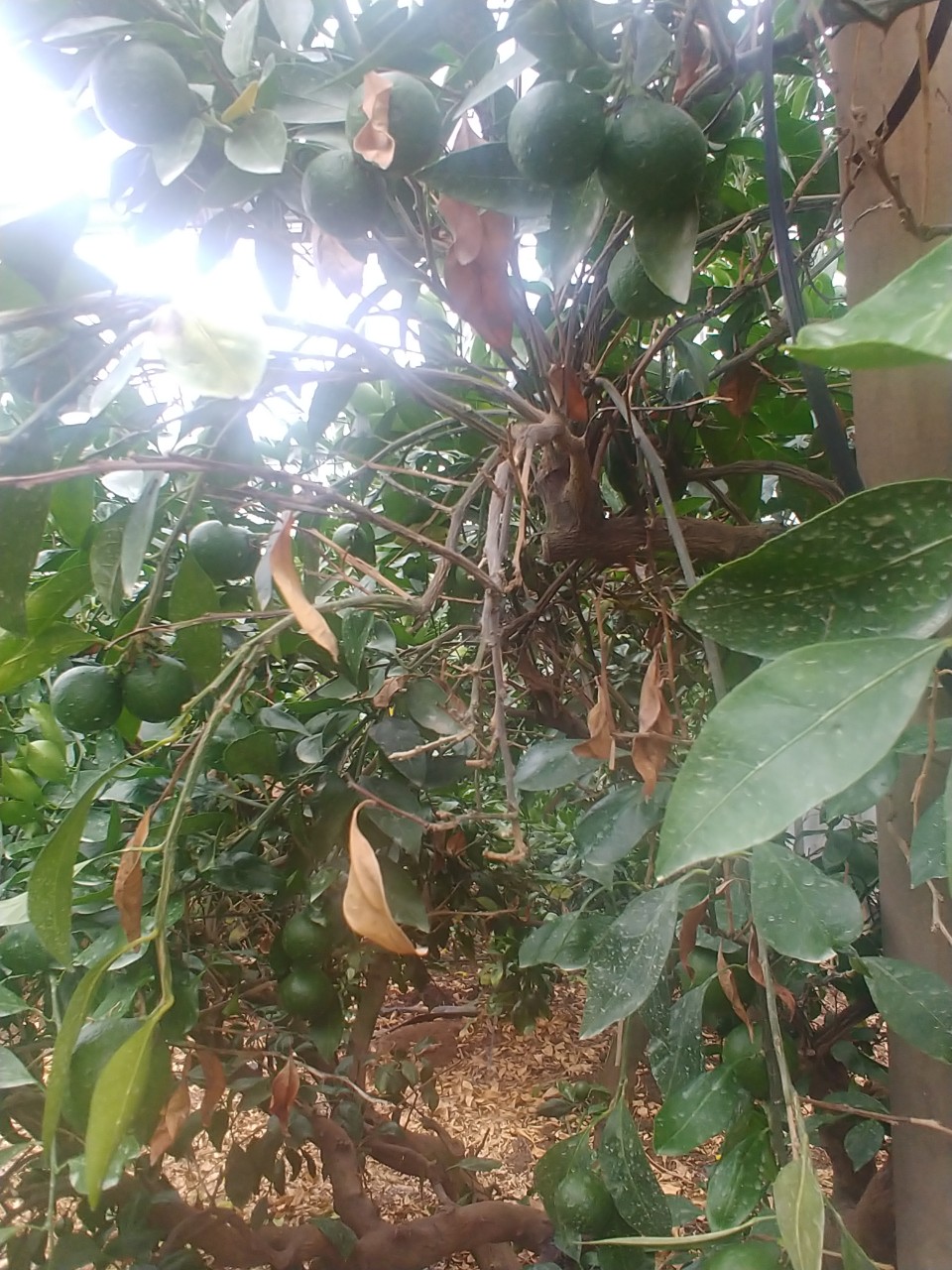 비가림감귤 병해관련 질문입니다.